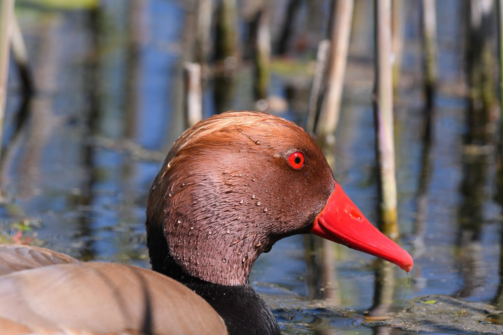 Nikon D500 sample photo. Duck, waters, nature photography
