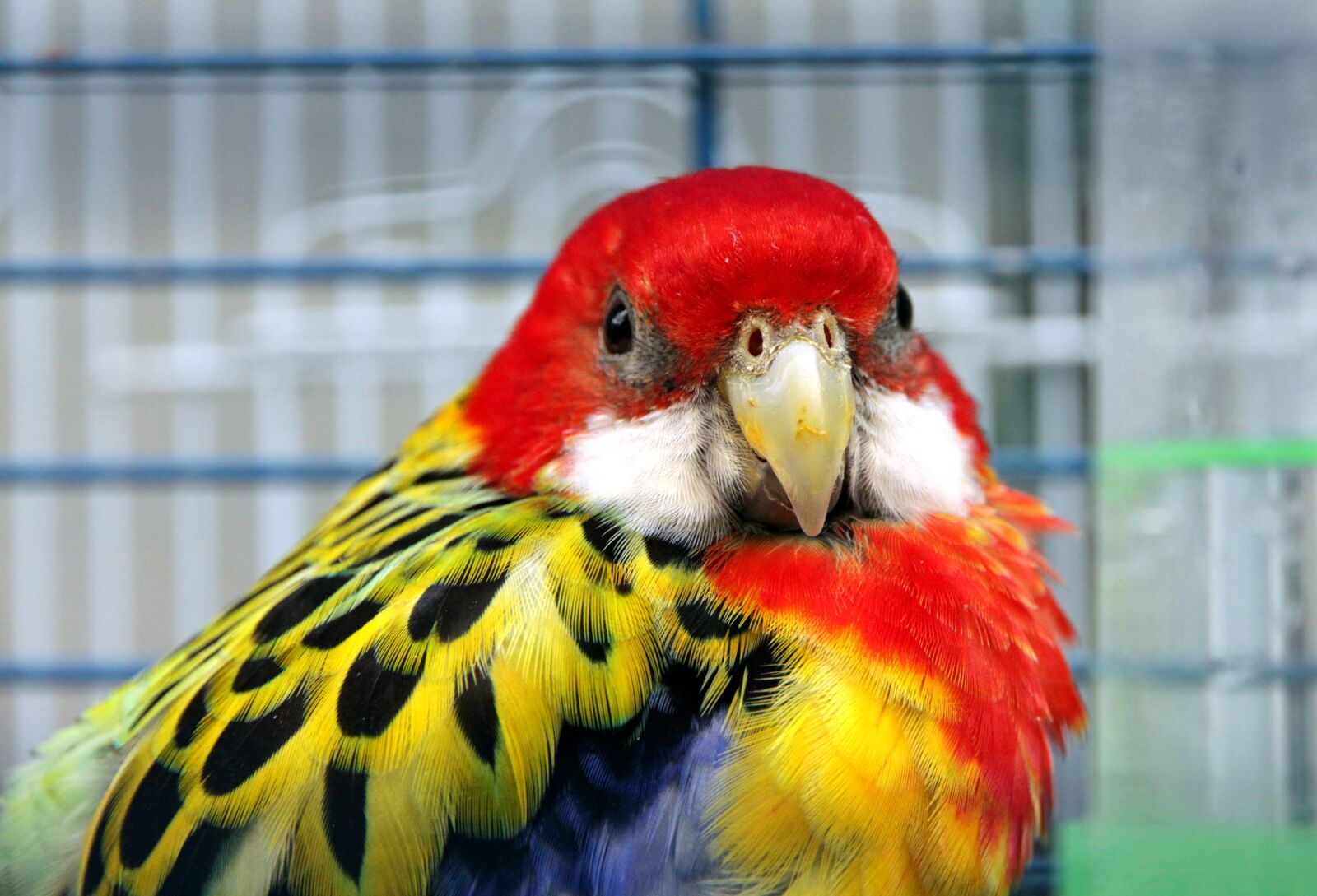 Canon EOS 650D (EOS Rebel T4i / EOS Kiss X6i) sample photo. Rosella, parrot, bird photography