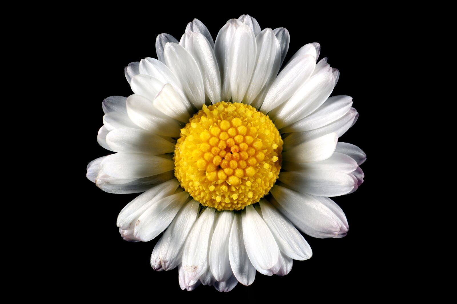 Canon EOS 77D (EOS 9000D / EOS 770D) sample photo. Flower, macro, spring photography