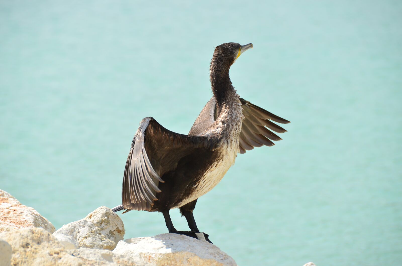 Nikon D7000 sample photo. Kerguelen shag, cormorant, sea photography