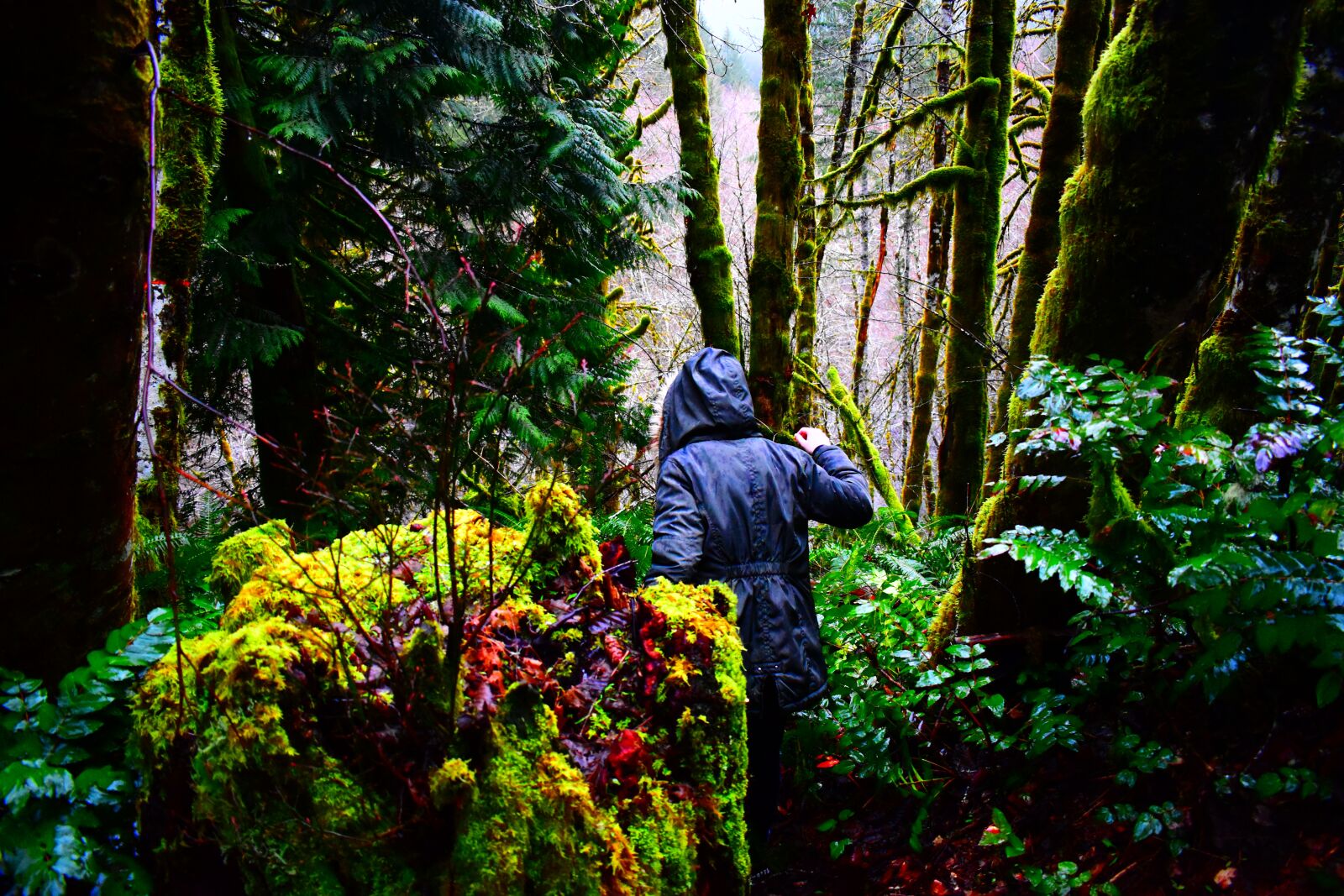 Nikon D3500 sample photo. Girl, forest, hiking photography