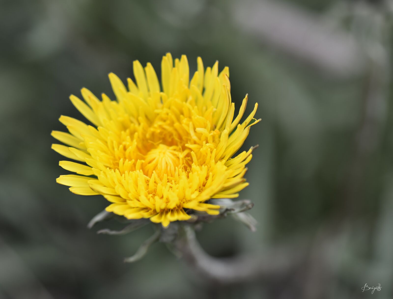Nikon D7200 sample photo. Flower, dandelion, vegetable photography