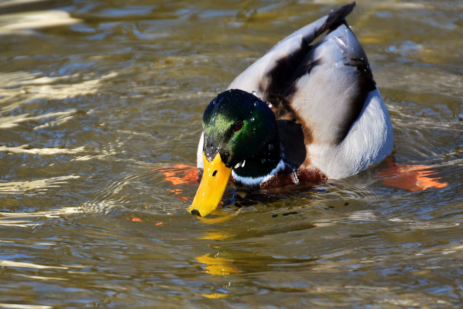Nikon D7200 sample photo. Mallard, drop of water photography