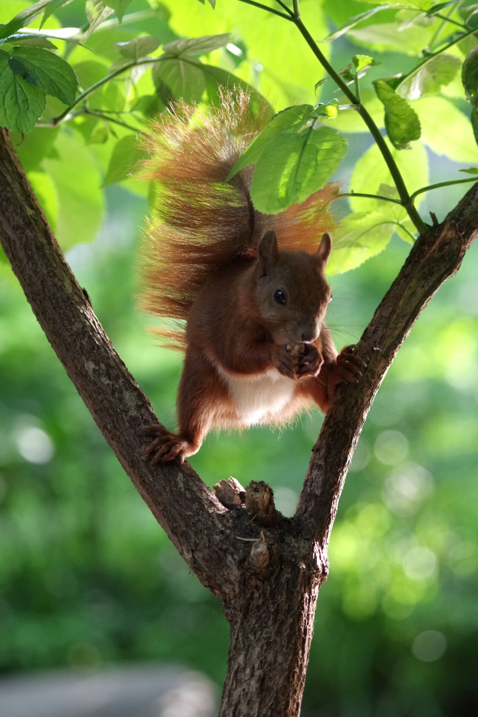 Pentax K-30 sample photo. Squirrel, forest, summer photography