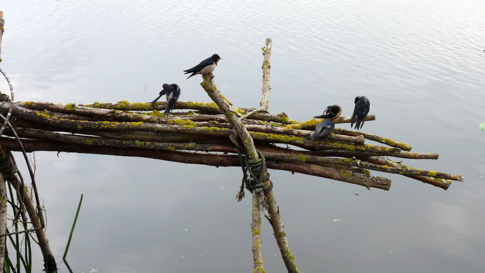 Sony Cyber-shot DSC-RX100 sample photo. Swallows, birds, branch photography