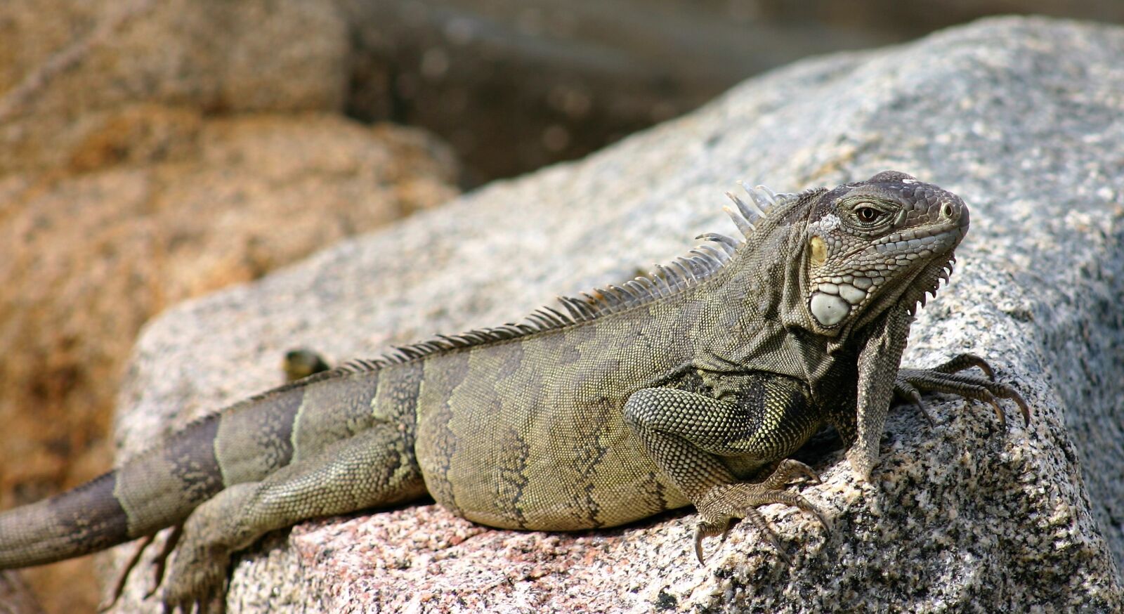 Canon EOS 300D (EOS Digital Rebel / EOS Kiss Digital) sample photo. Iguana, lizard, reptile photography
