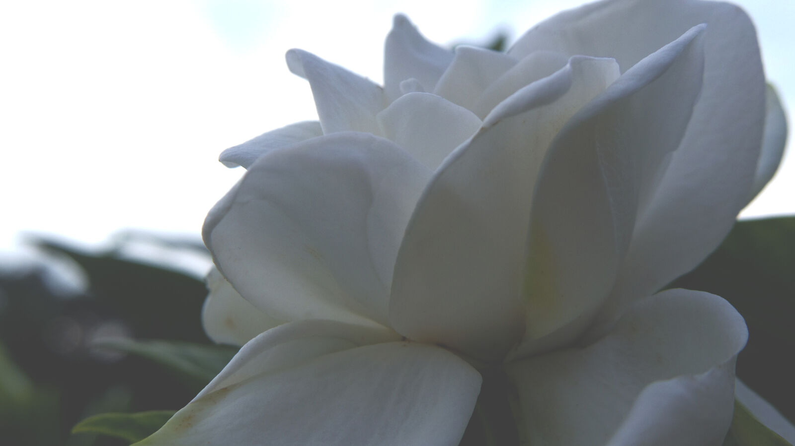 Pentax Q10 sample photo. Flower photography