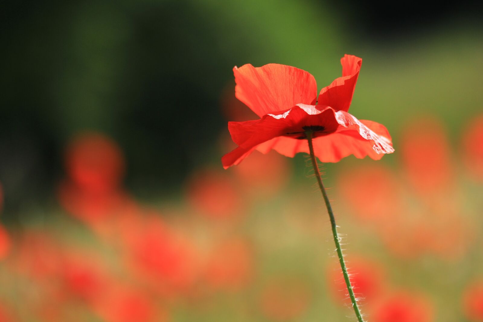 Canon EOS 700D (EOS Rebel T5i / EOS Kiss X7i) + Canon EF 100mm F2.8 Macro USM sample photo. Flower, poppy, red photography