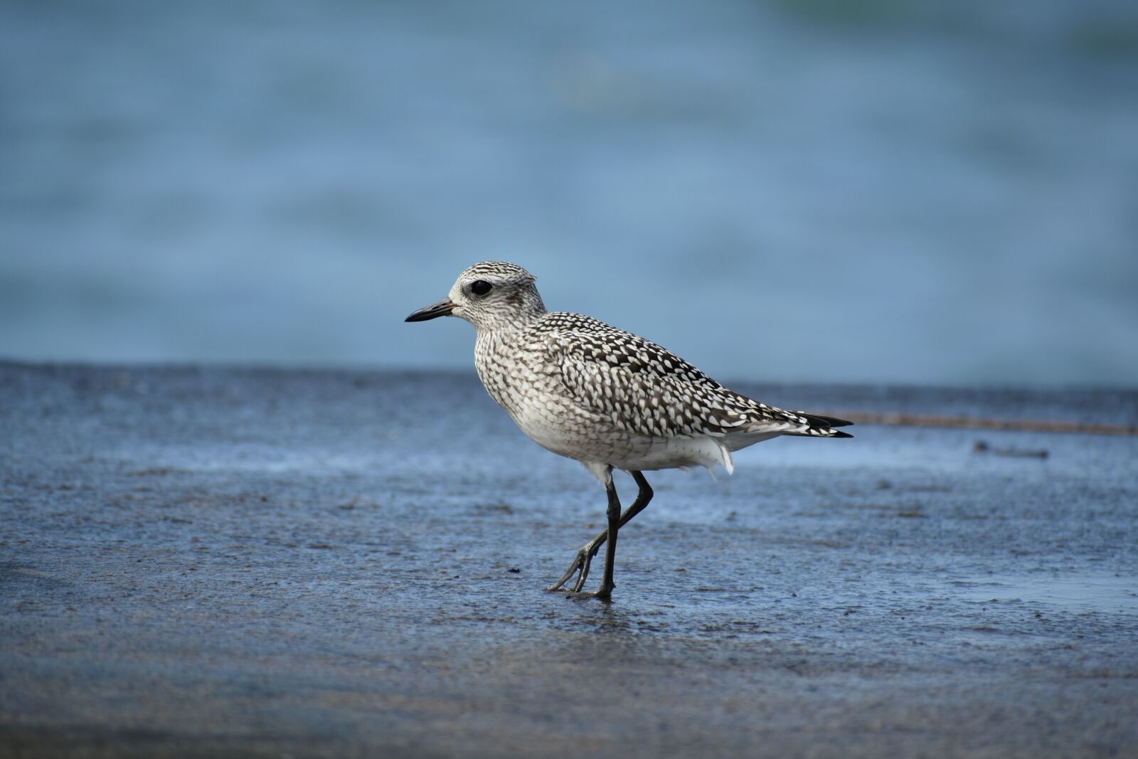 Nikon D7200 sample photo. Animal, sea, bird photography