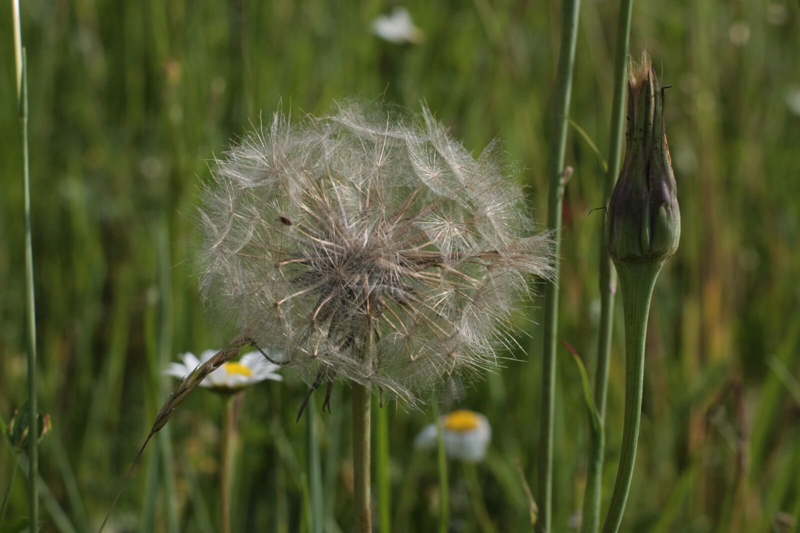 Canon EOS 40D sample photo. Meadow, dandelion, nature photography