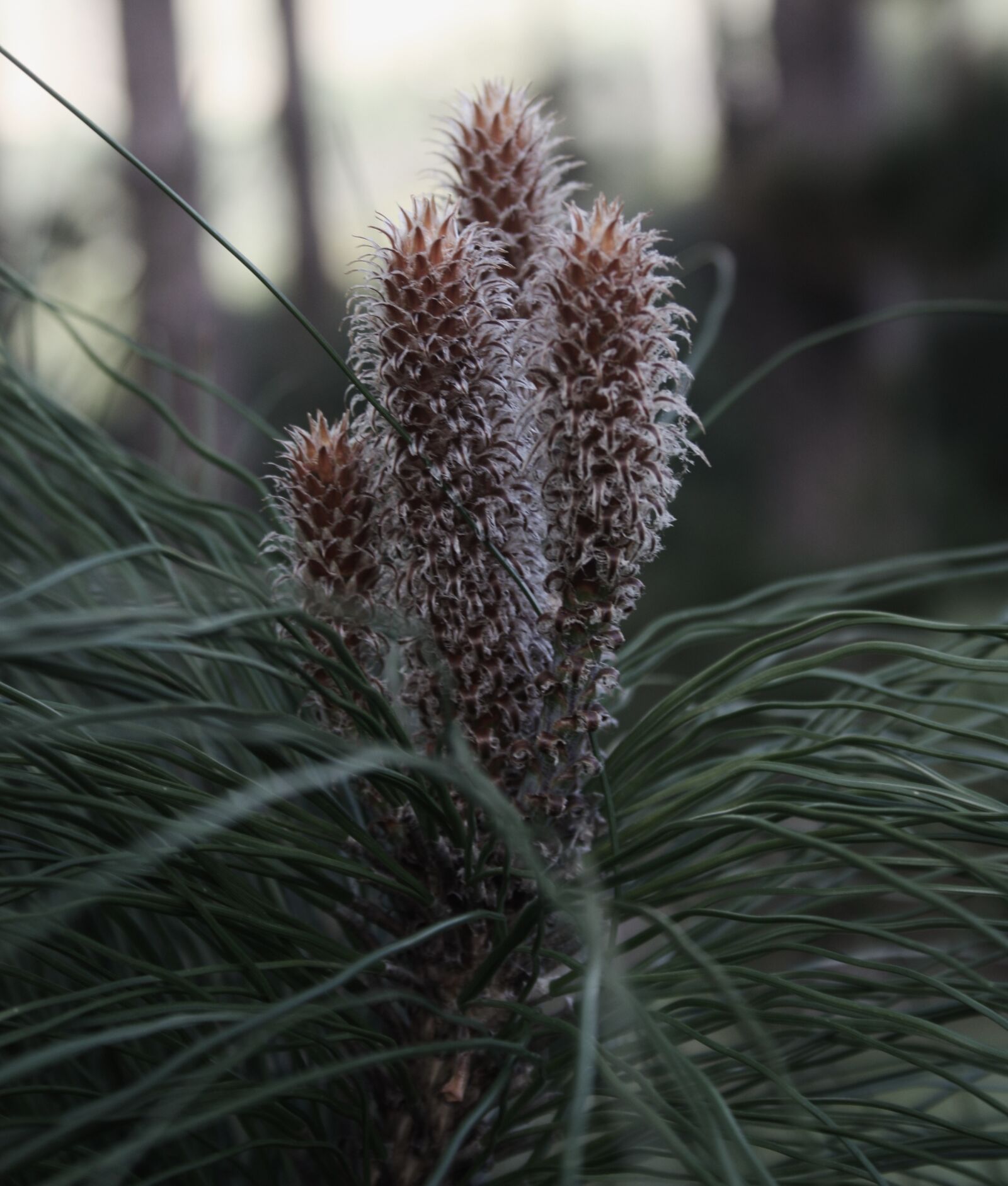 Canon EOS 450D (EOS Rebel XSi / EOS Kiss X2) sample photo. Pine needles, macro, pine photography