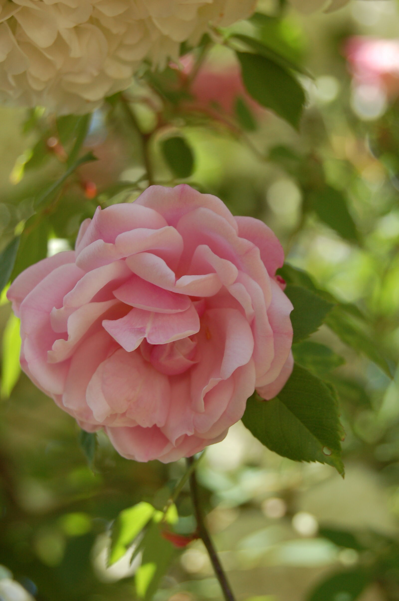 Nikon D50 + AF-S DX Zoom-Nikkor 18-55mm f/3.5-5.6G ED sample photo. Delicate, flower, flowers, pink photography