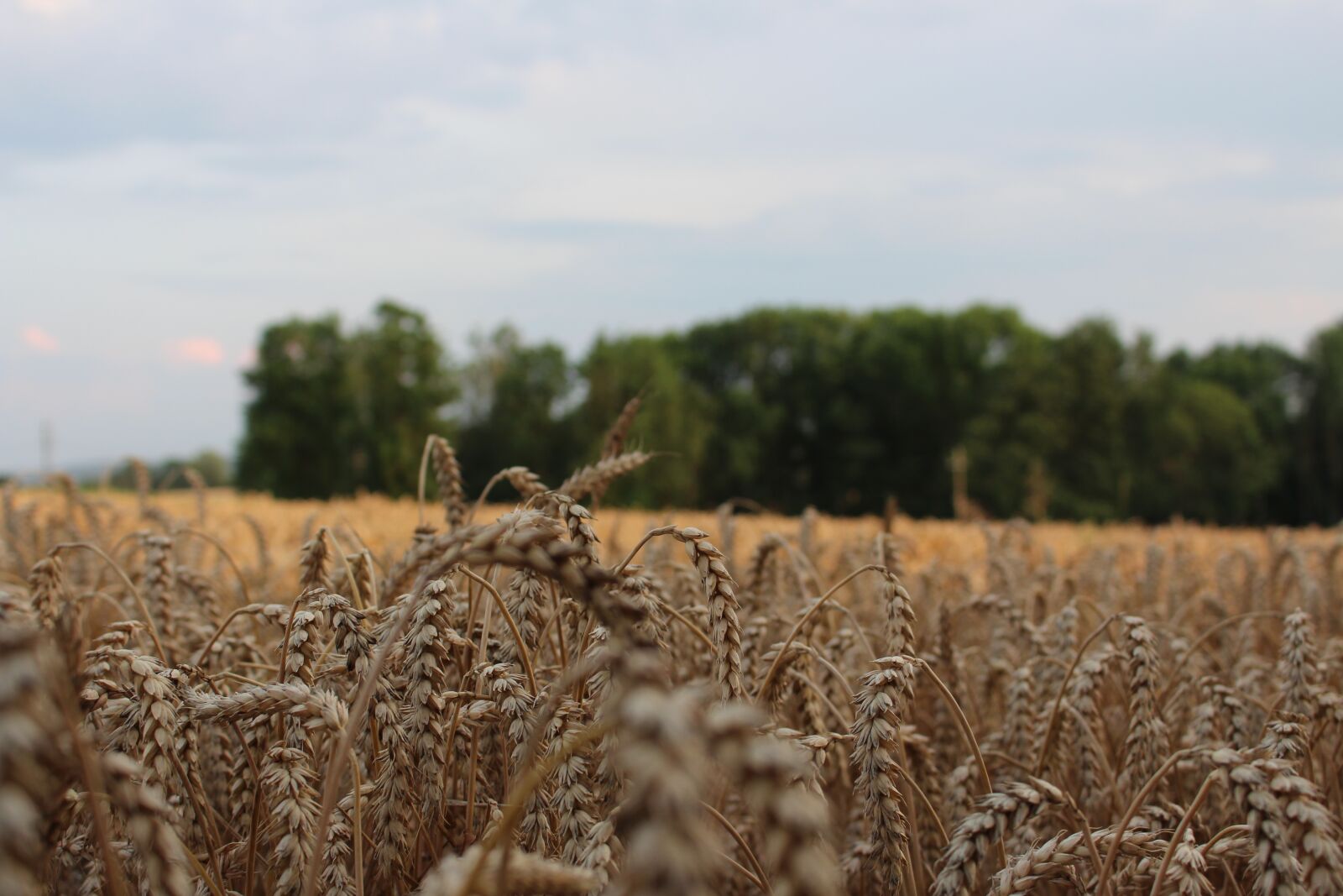 Canon EOS 700D (EOS Rebel T5i / EOS Kiss X7i) sample photo. Nature, field, agriculture photography