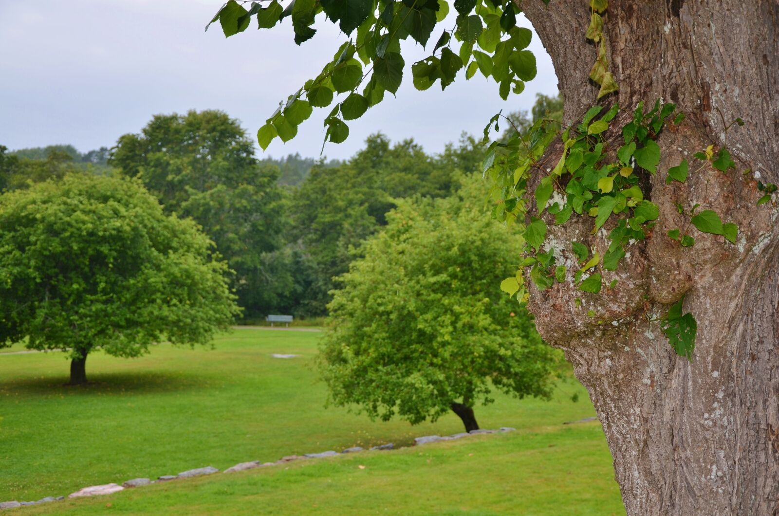 Nikon D7000 sample photo. Natur, leaves, green photography