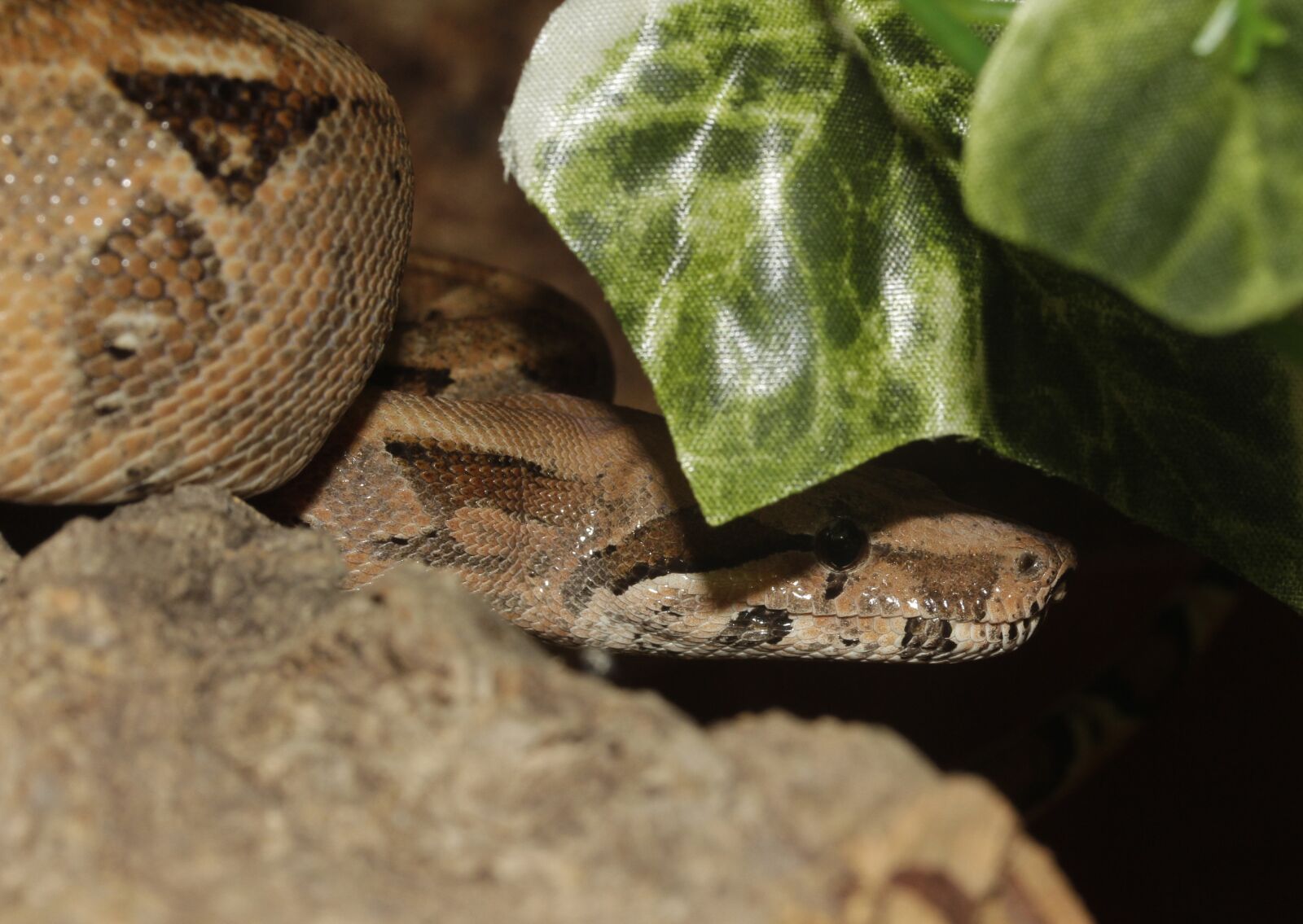 Canon EF-S 60mm F2.8 Macro USM sample photo. Boa, snake, boa constrictor photography