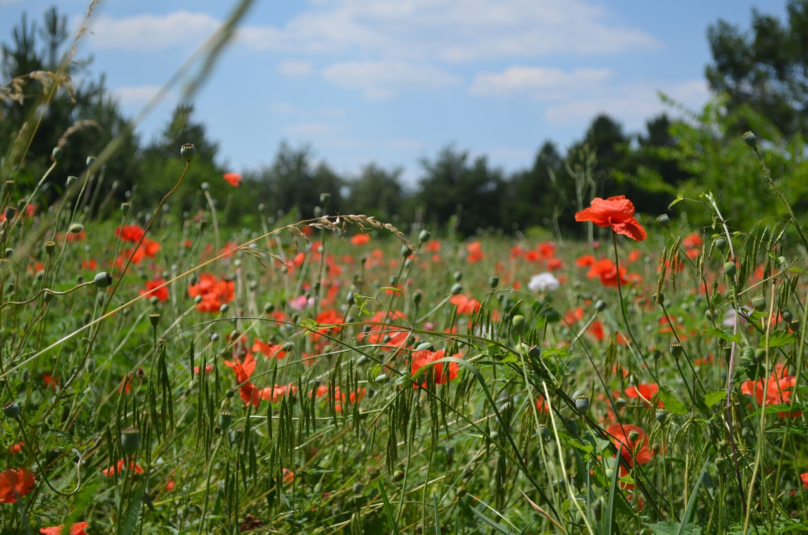 Nikon D5100 sample photo. Meadow, spring, flower photography
