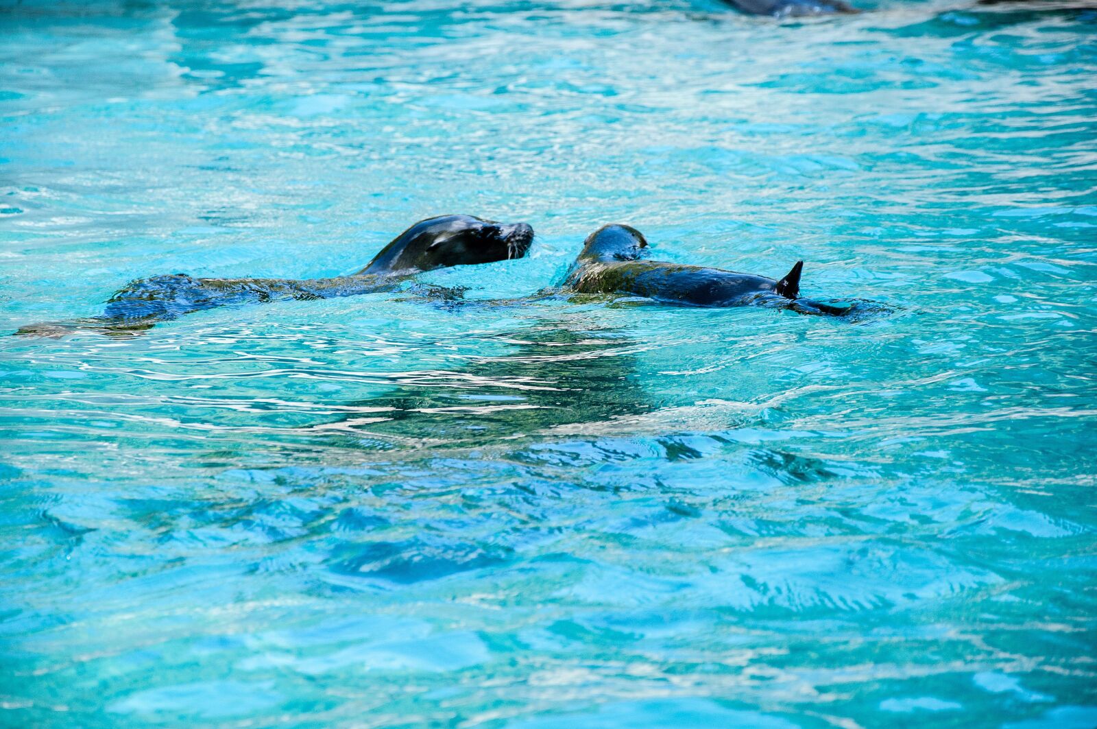 Nikon D5000 sample photo. Waters, swim, nature photography
