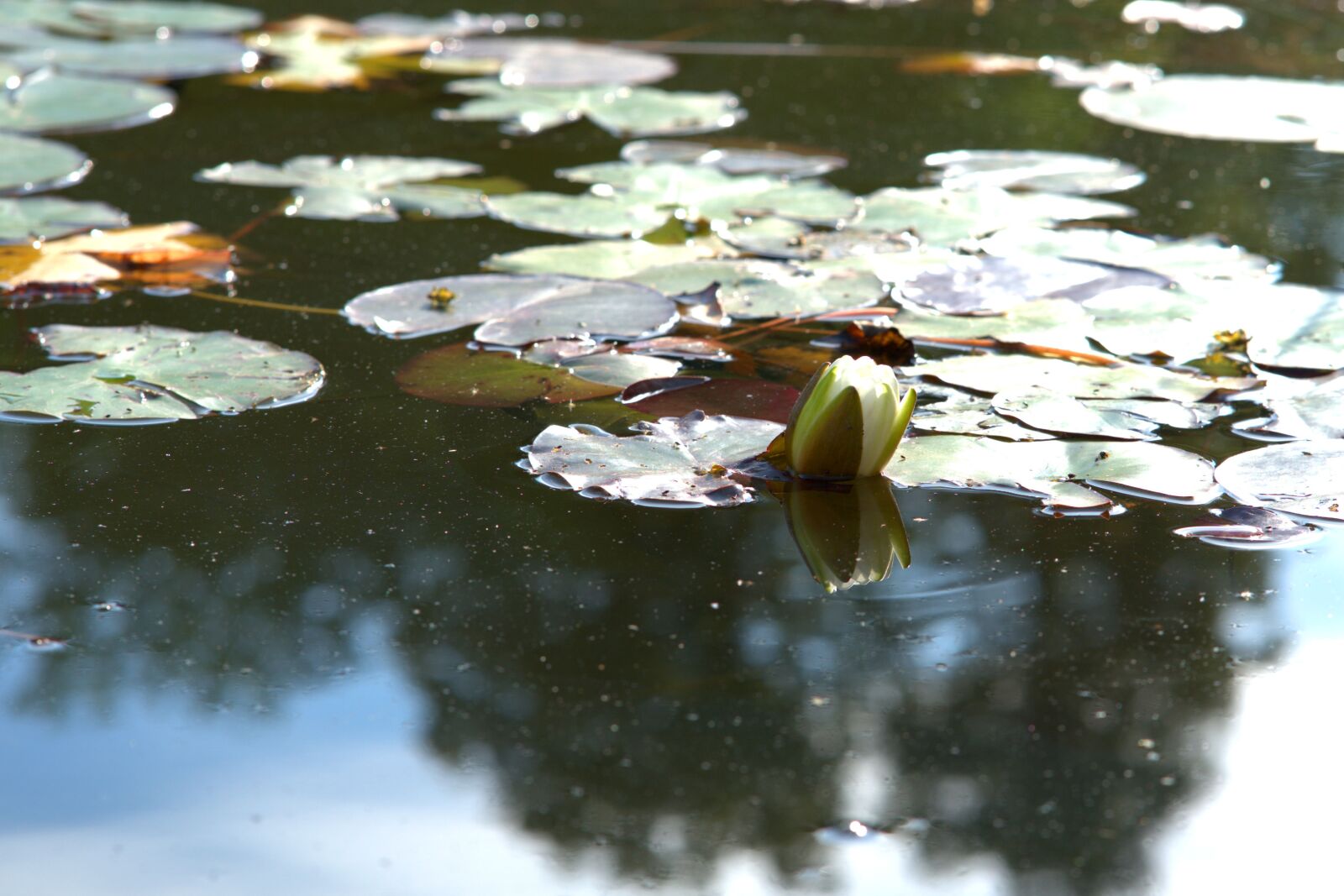 Sony a7 II + Sony FE 85mm F1.8 sample photo. Water lily, pond, nuphar photography