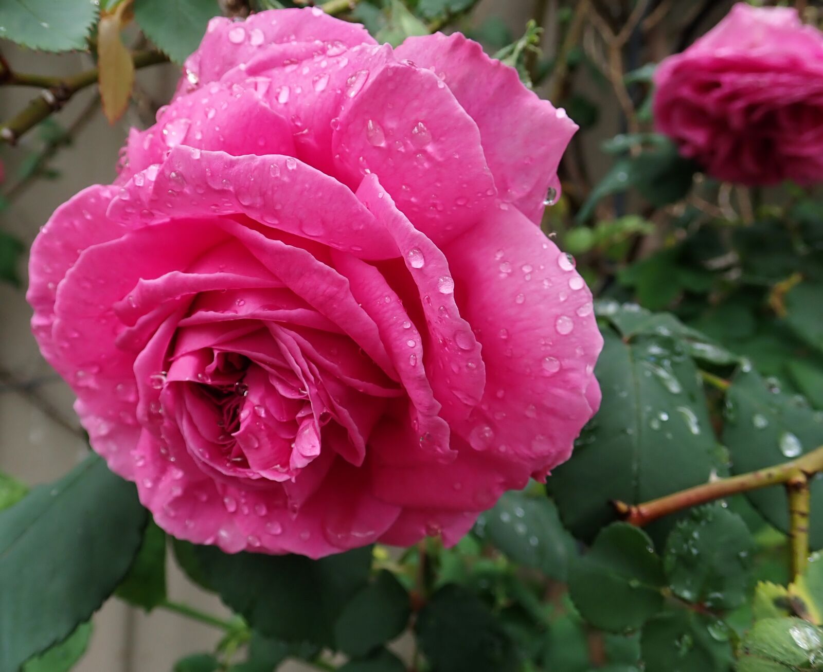 Olympus TG-5 sample photo. Rose, flower, raindrops photography