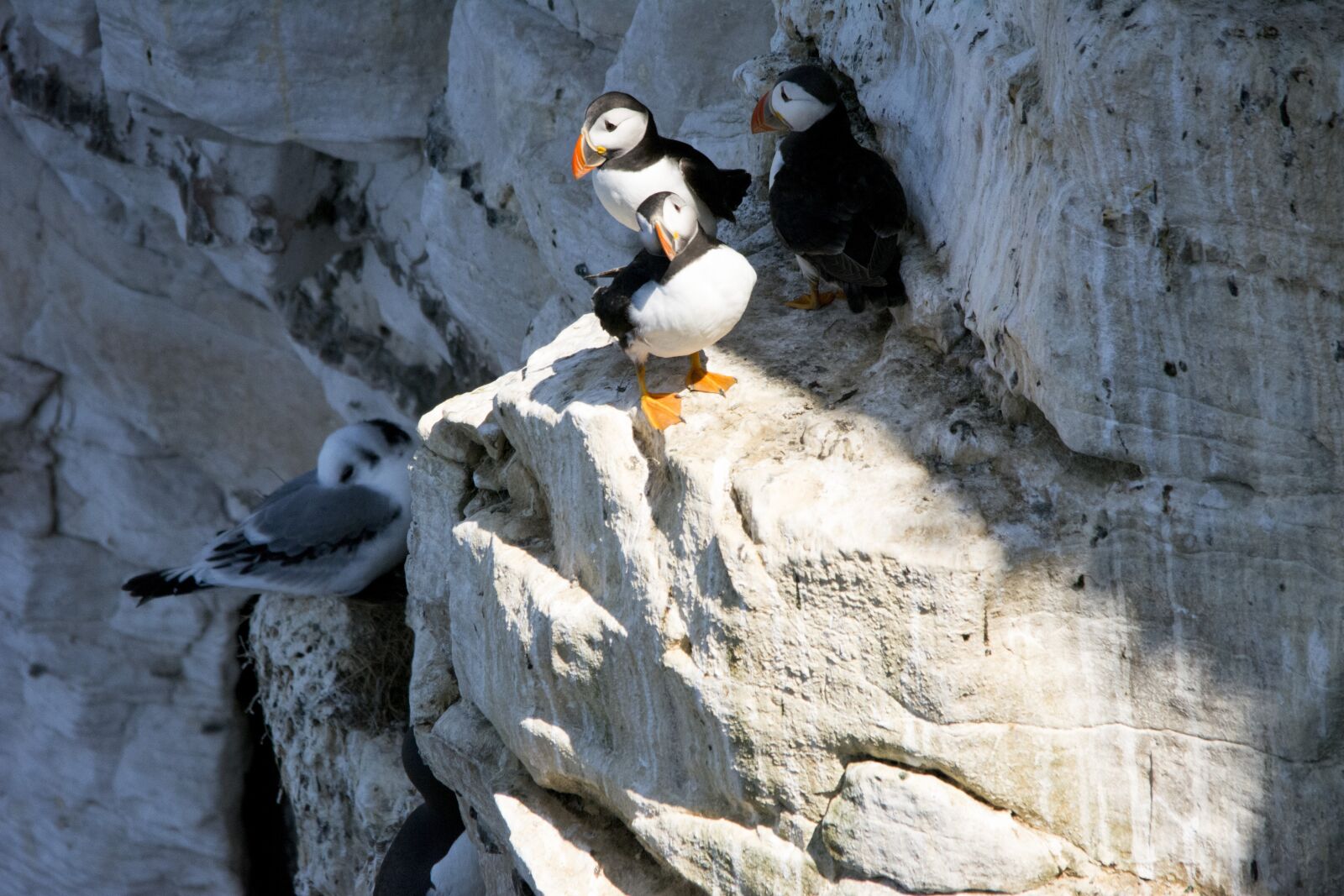 Nikon D5200 sample photo. Puffins, birds, nature photography