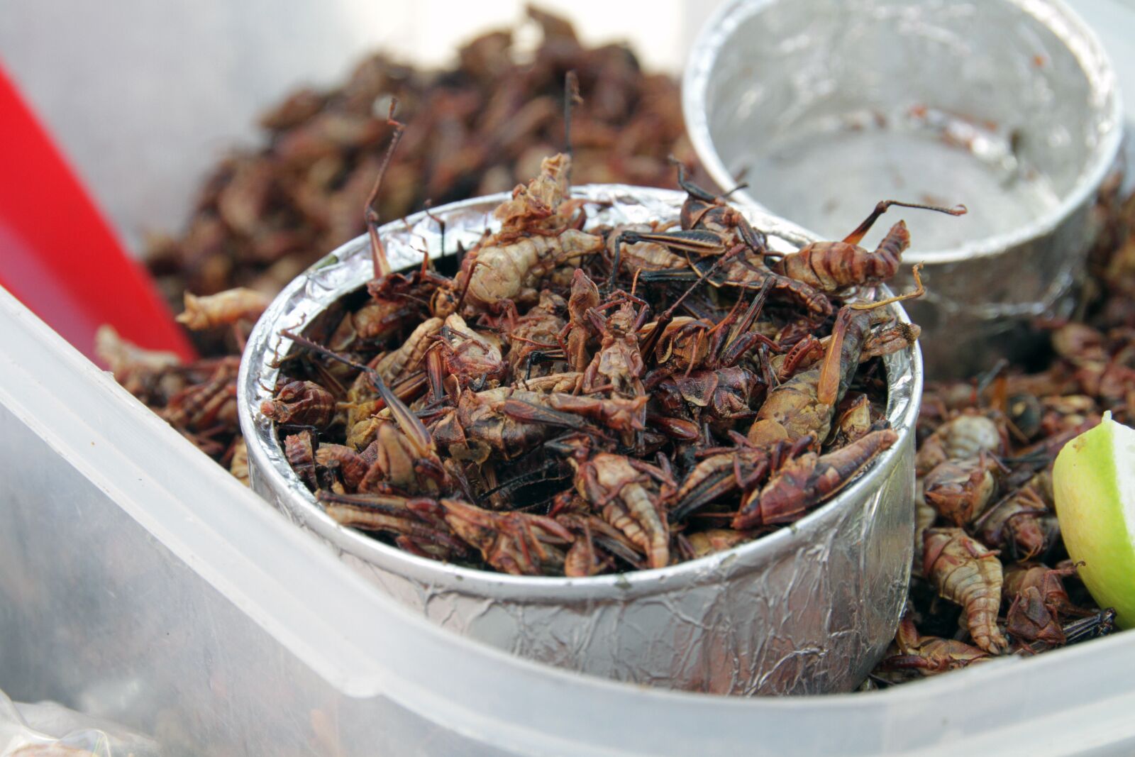 Canon EOS 7D sample photo. Grasshopper, insects, food photography