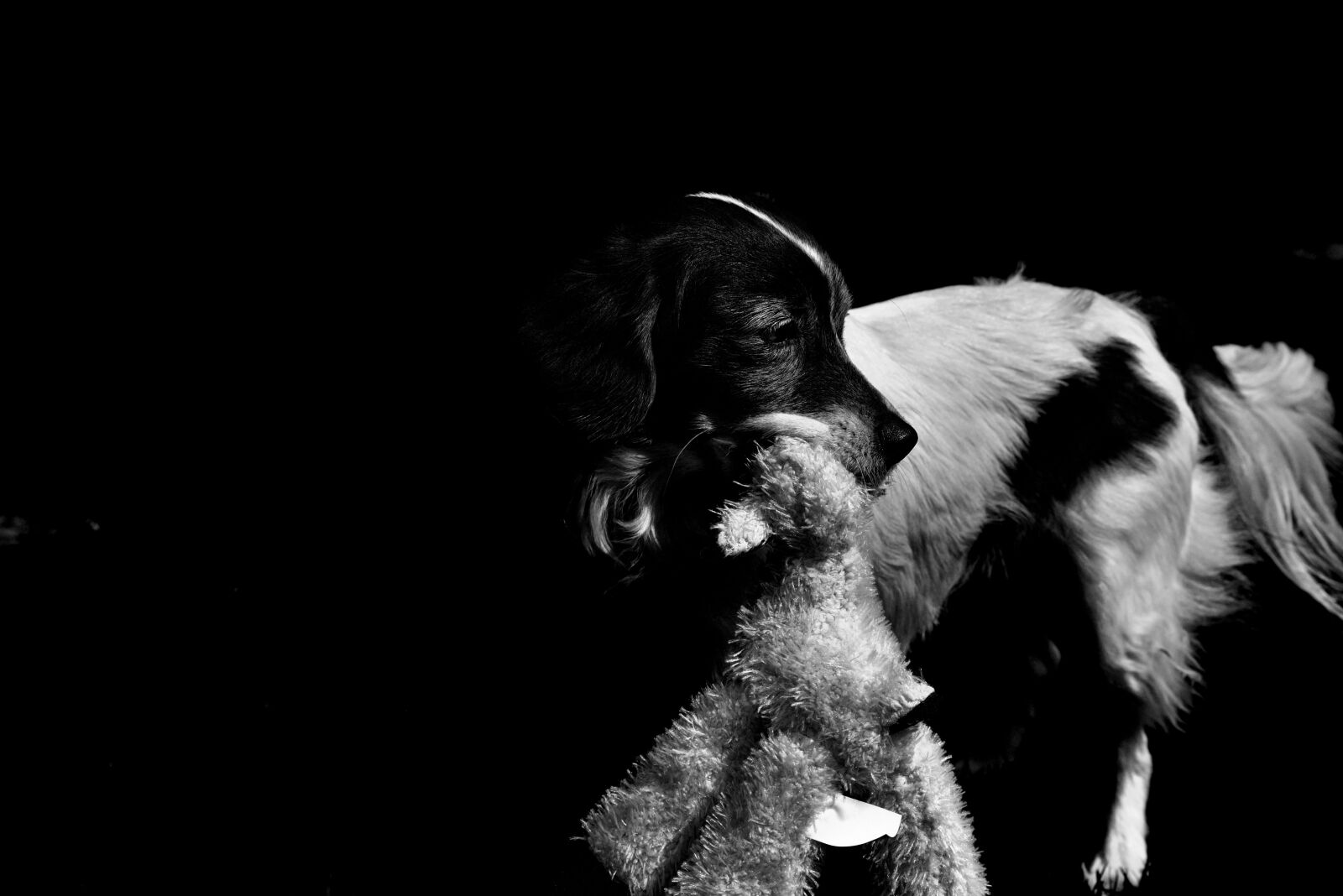 Nikon D750 sample photo. Dog, prey, hybrid photography