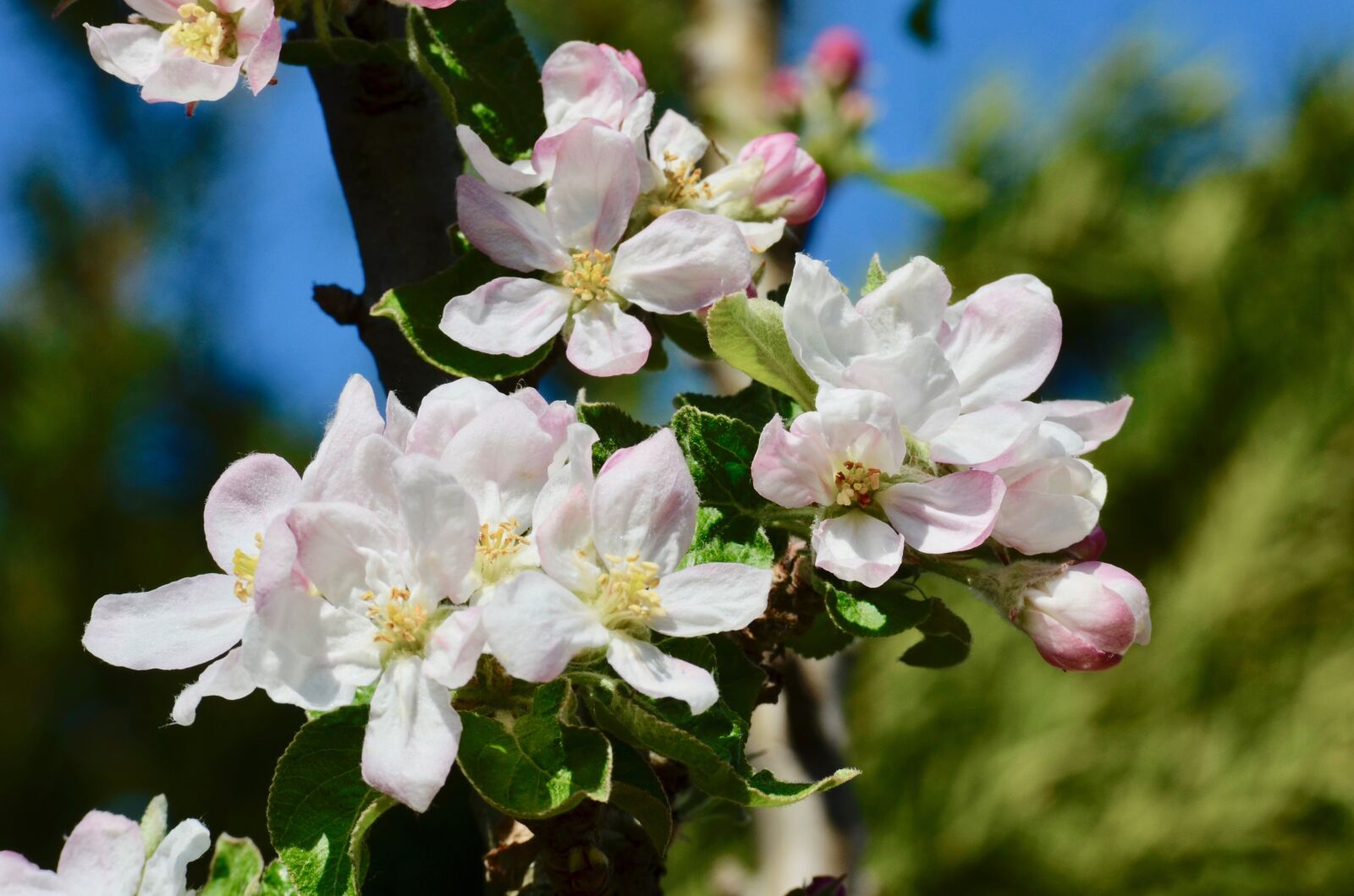 Nikon D5100 sample photo. Apple blossoms, spring, apple photography