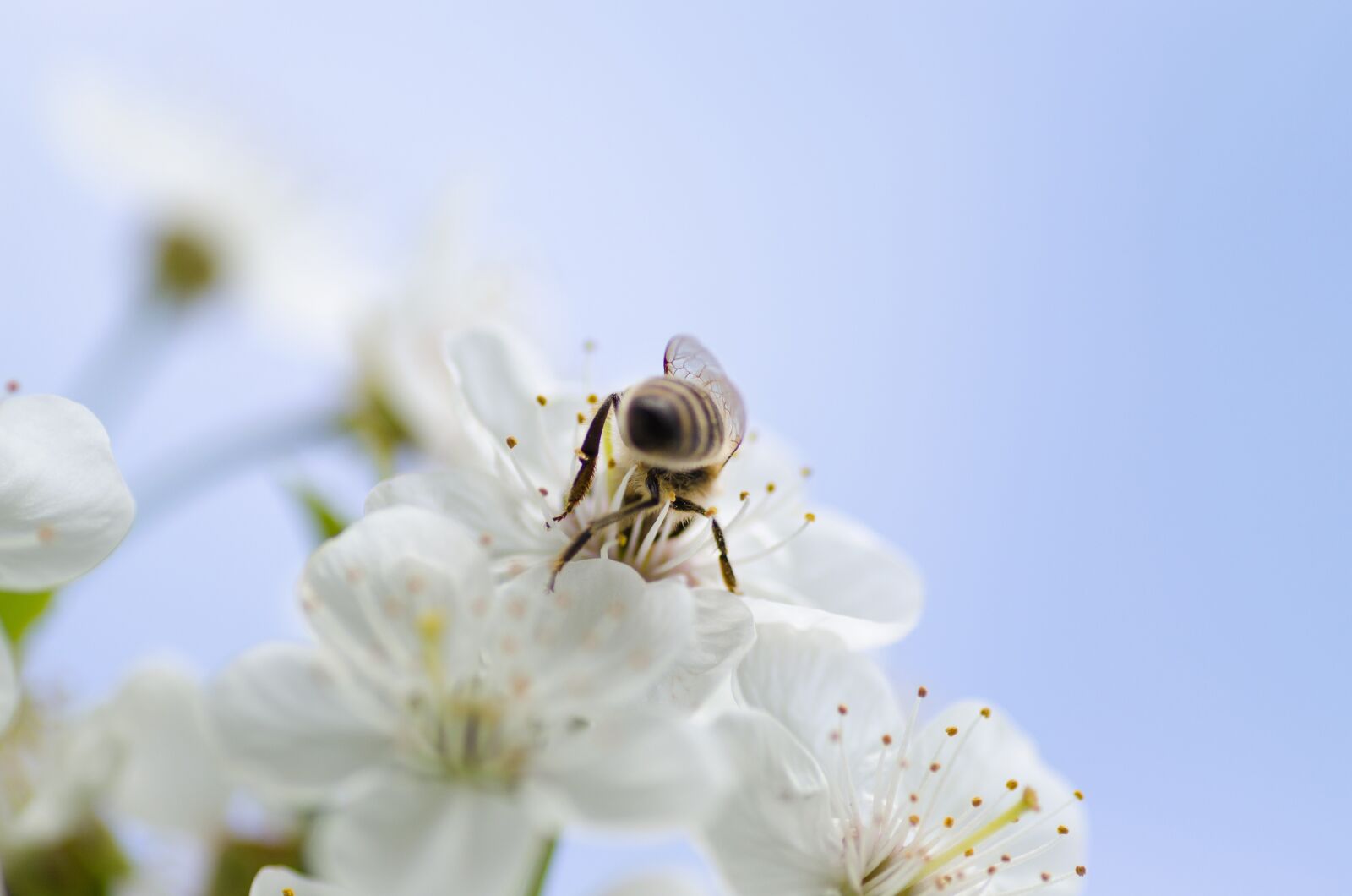 Nikon D5100 sample photo. Honey, bee, nature photography