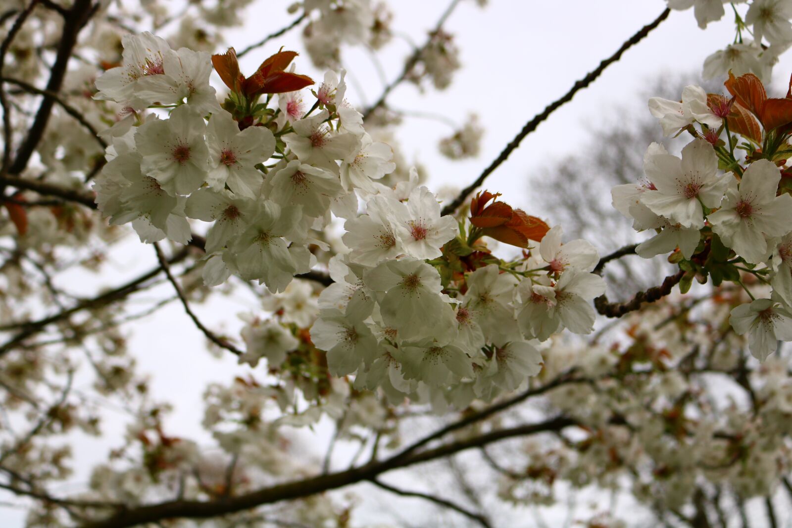 Canon EOS 750D (EOS Rebel T6i / EOS Kiss X8i) sample photo. Flower, floral, nature photography