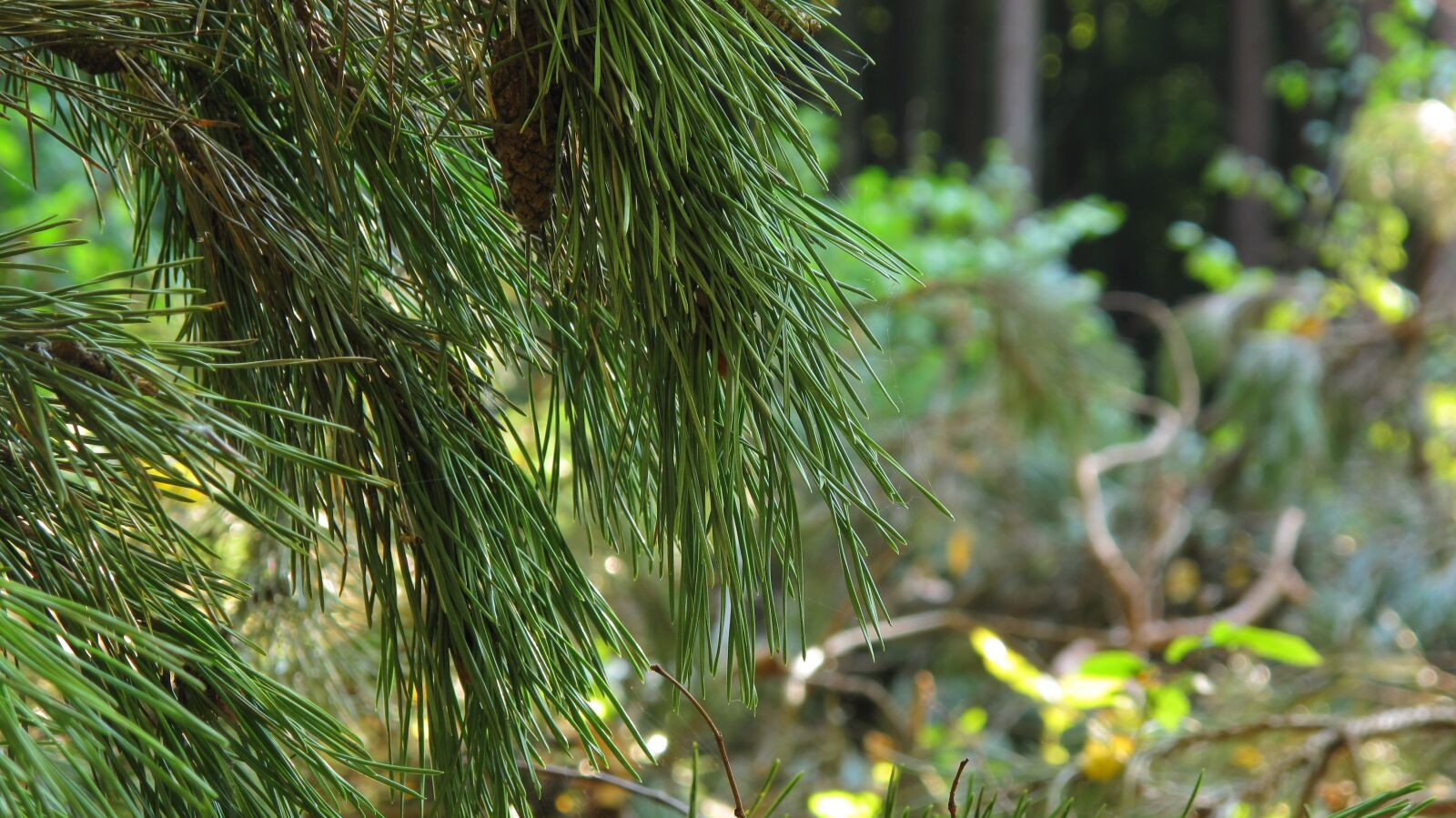Canon PowerShot G10 sample photo. Pine, spruce, pine cone photography