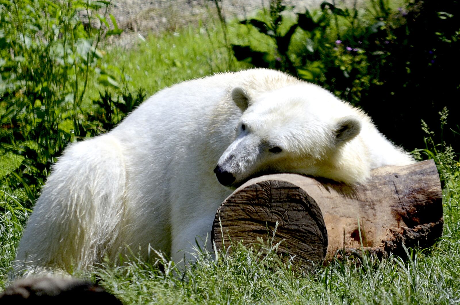 Nikon D5100 sample photo. Polar bear, sleep, animal photography