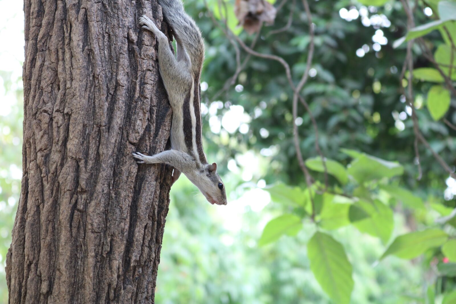 Canon EOS 750D (EOS Rebel T6i / EOS Kiss X8i) sample photo. Squirrel, indian, animal photography