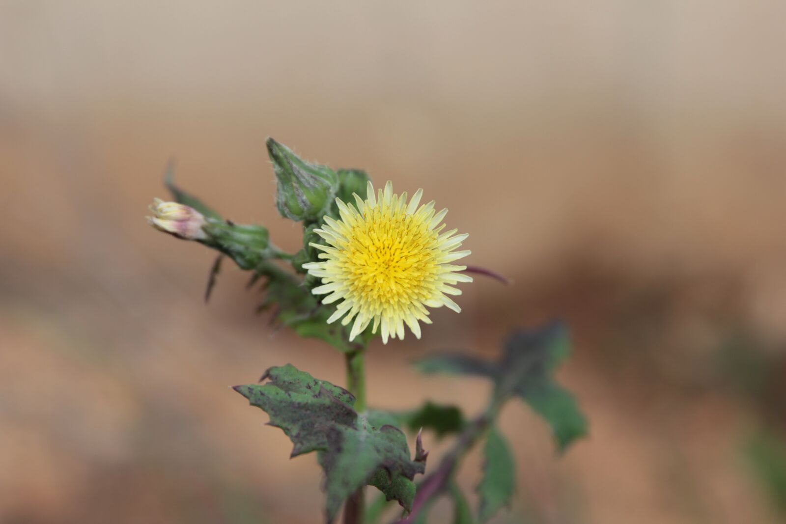 Canon EOS 550D (EOS Rebel T2i / EOS Kiss X4) sample photo. Sonchus oleraceus l, lettuce photography