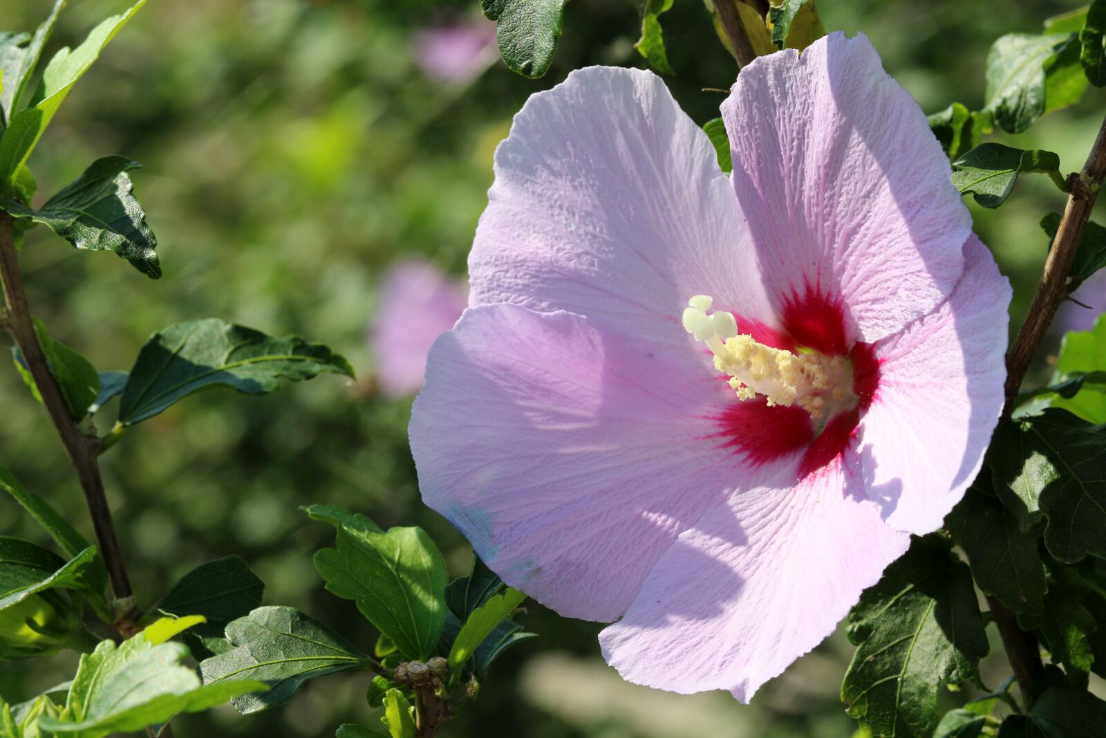 Canon EOS 7D Mark II + Canon EF 100mm F2.8L Macro IS USM sample photo. Rose of sharon, republic photography
