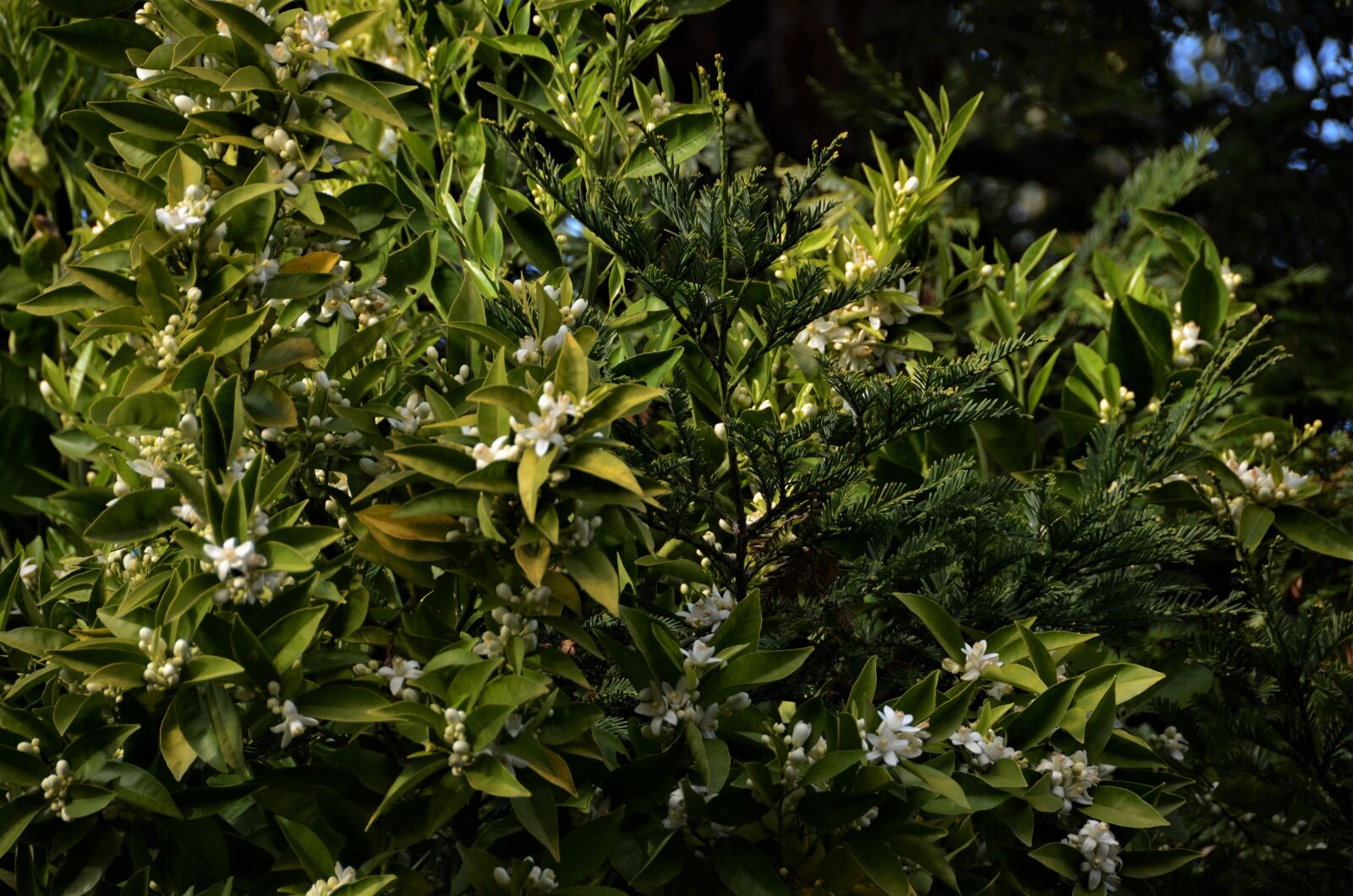 Nikon D7000 sample photo. Nature, green, blossoms photography