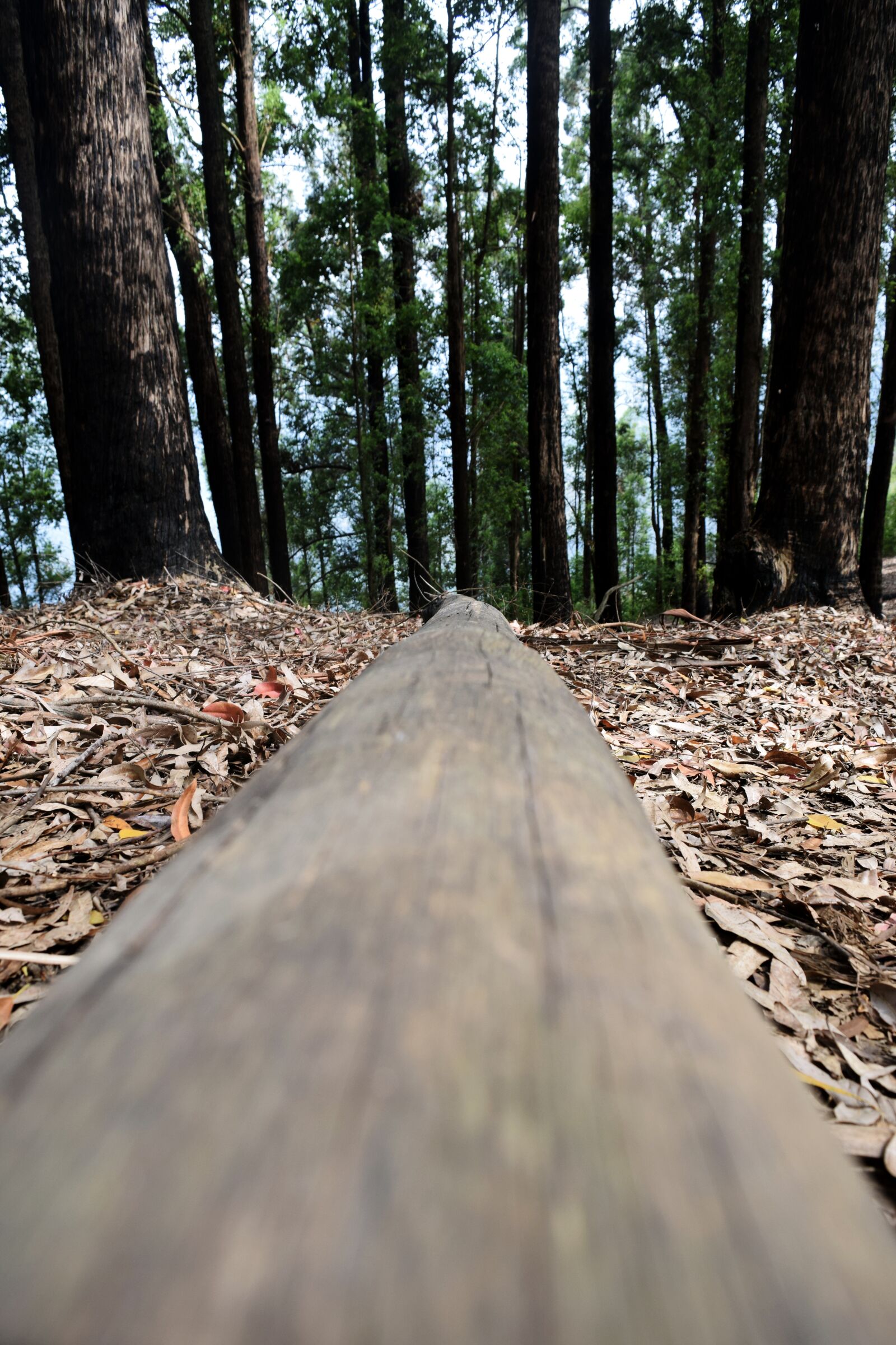 Nikon D3300 sample photo. Nature, trees, forest photography