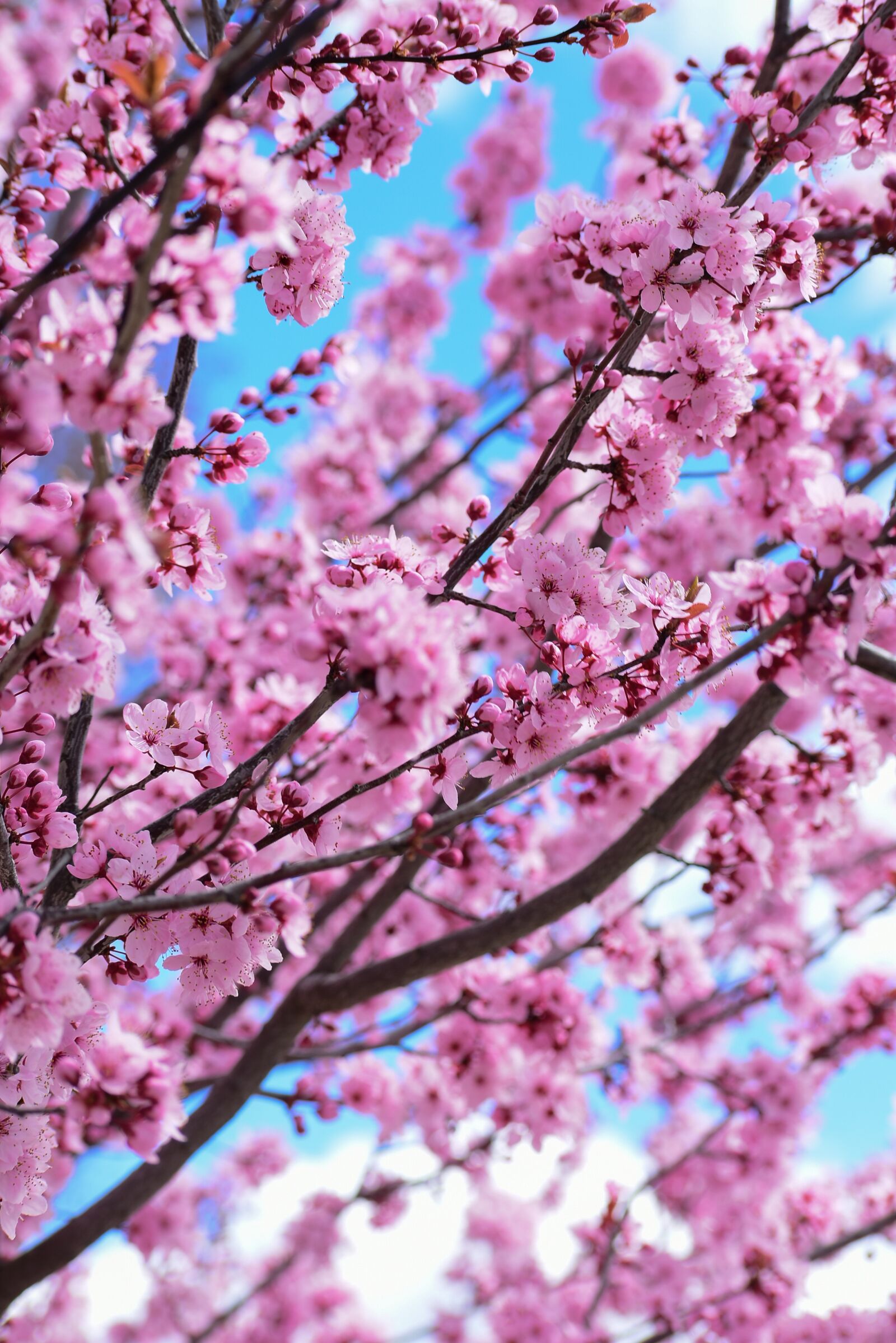 Nikon D3400 sample photo. Flower, nature, blossom photography