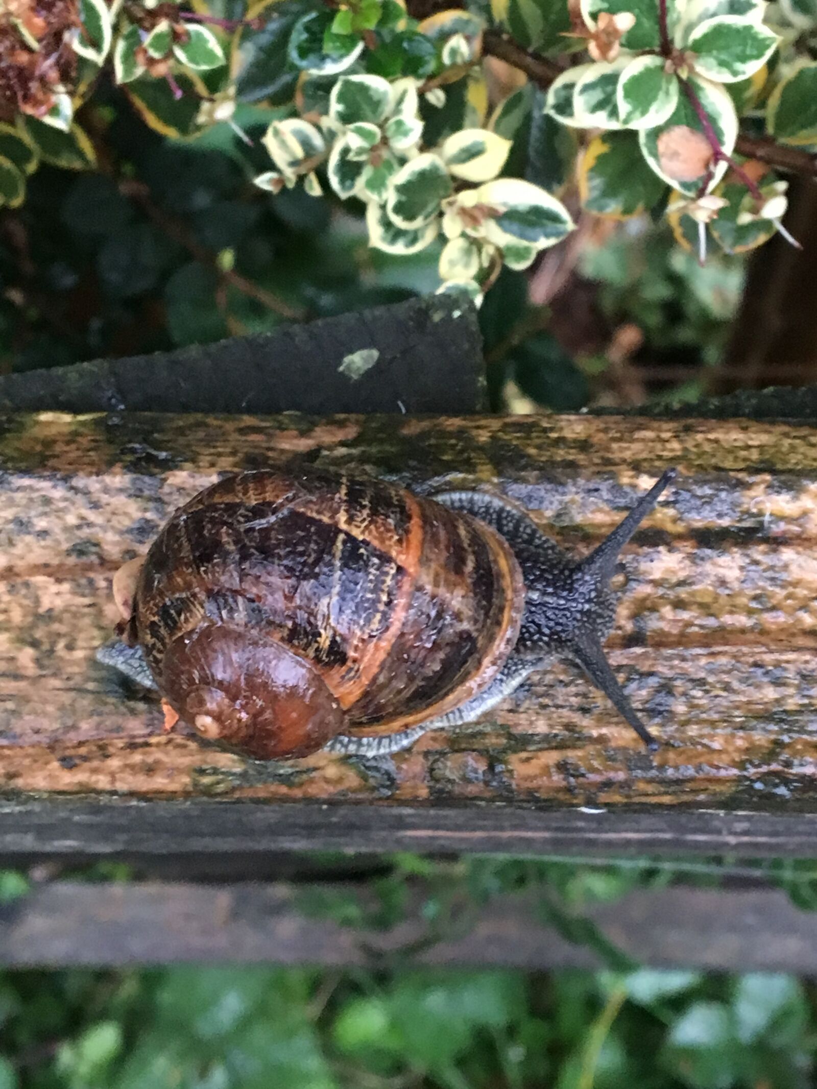 Apple iPhone 6s sample photo. Snail, garden, nature photography