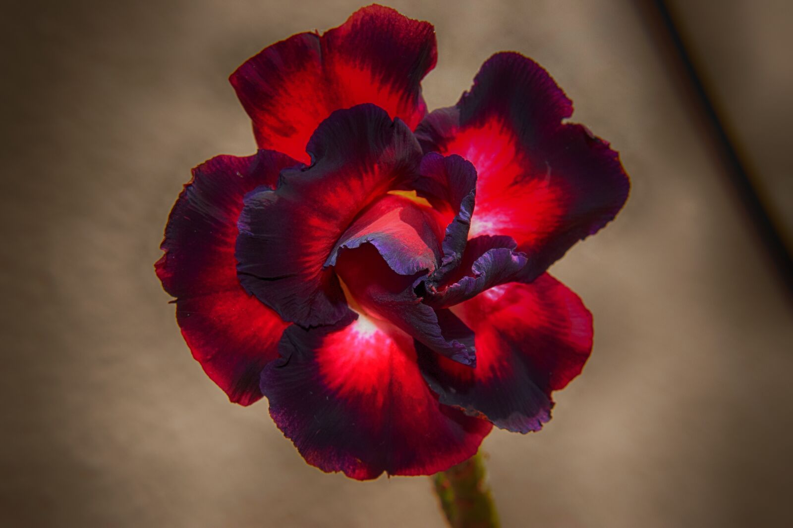 Nikon D3300 sample photo. Flower, nature, flora photography
