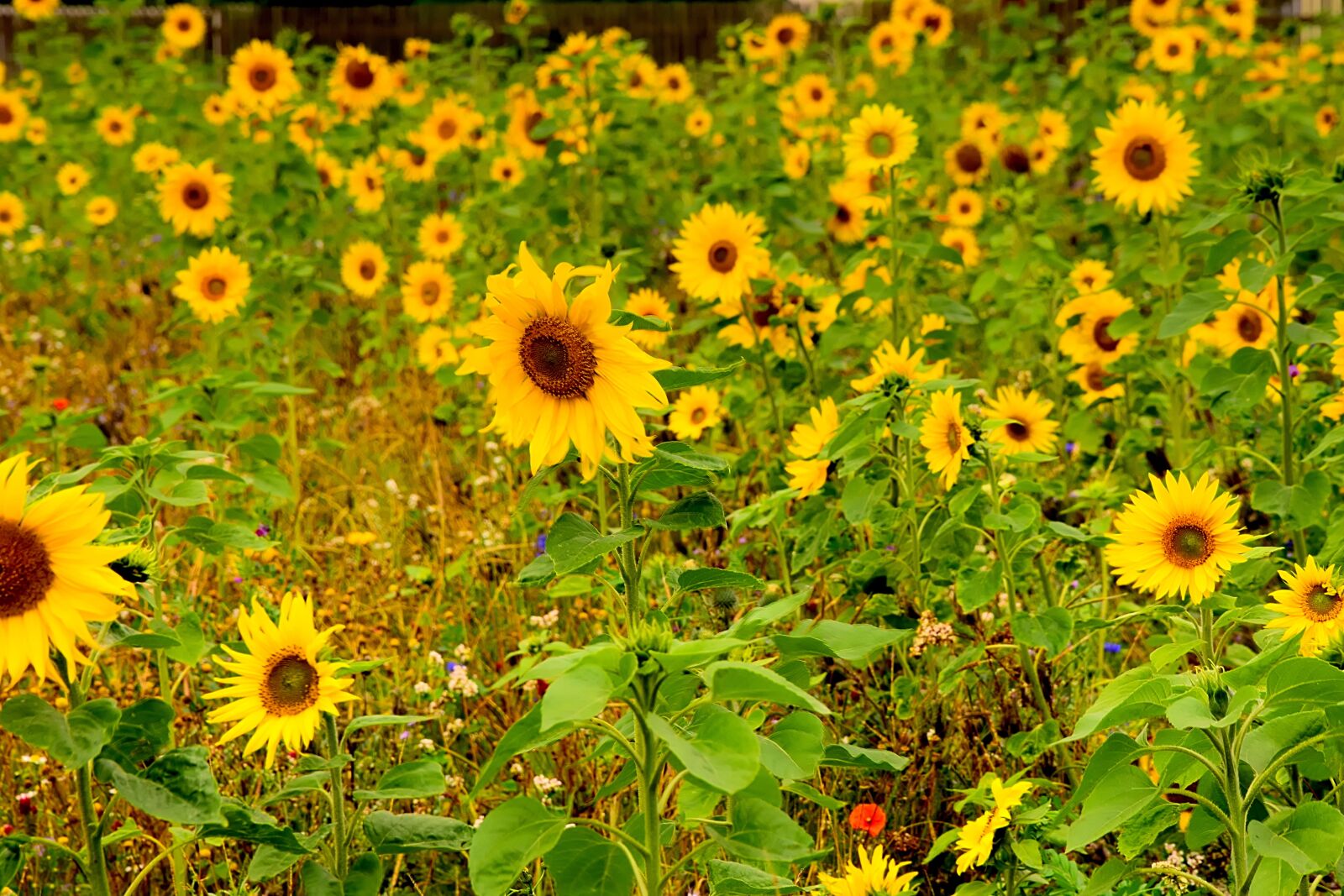 Nikon D3300 sample photo. Sunflower, field, blossom photography