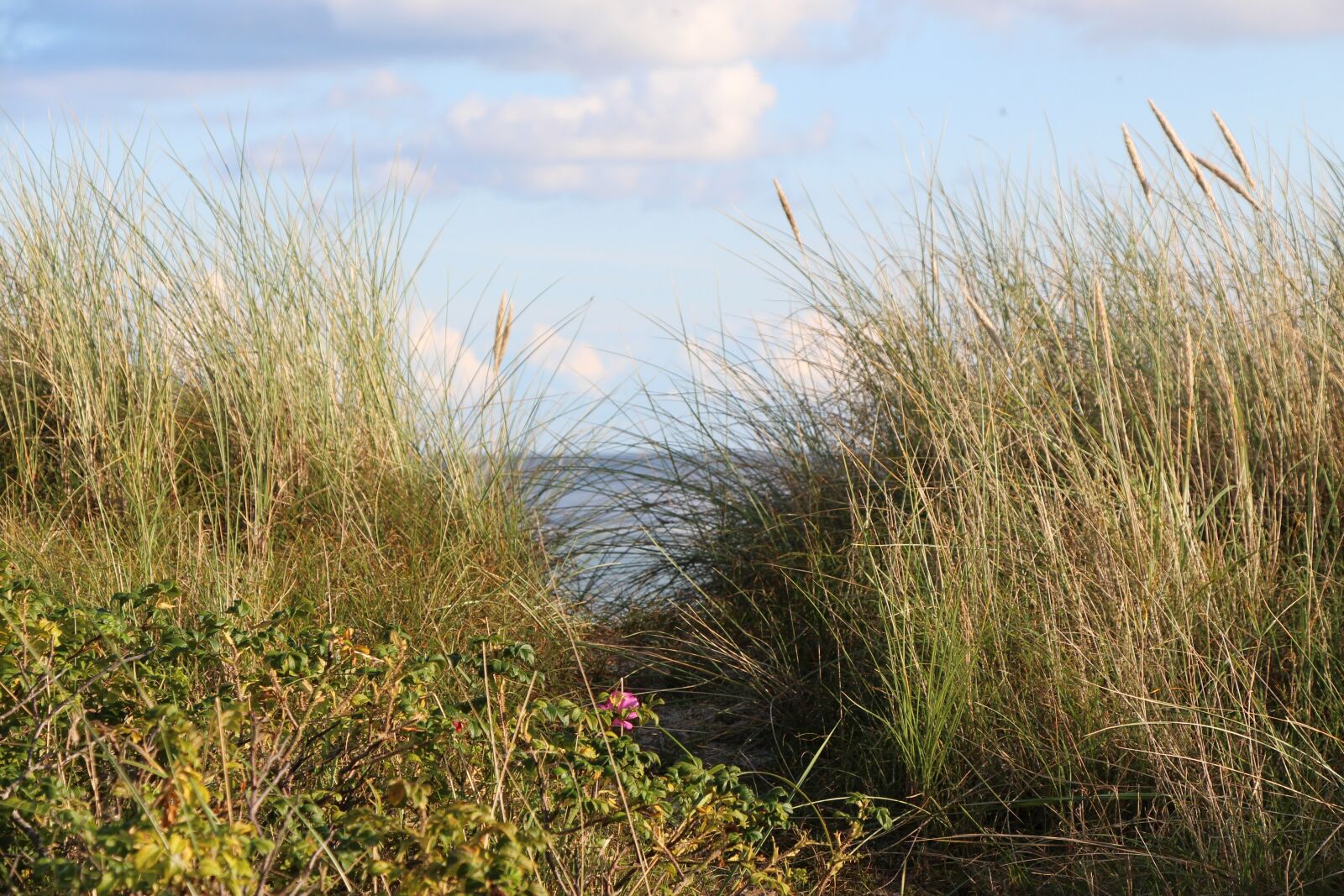 Canon EOS 650D (EOS Rebel T4i / EOS Kiss X6i) sample photo. Dune, coast, sand photography