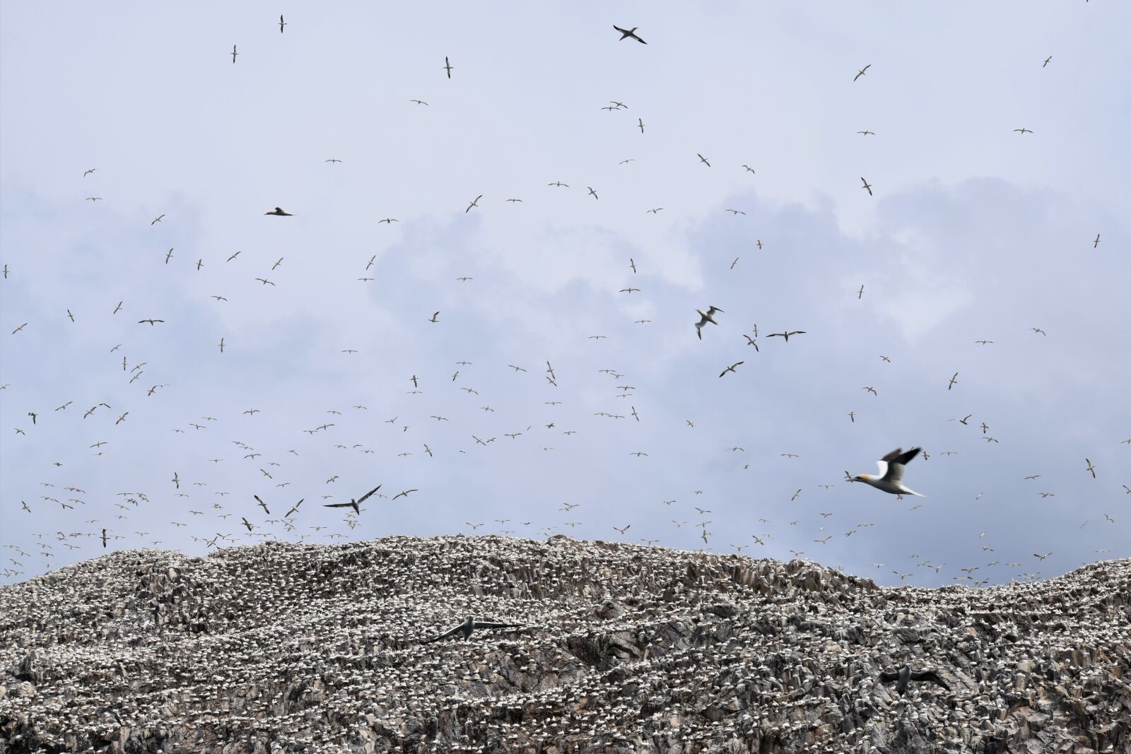 Nikon D3300 sample photo. Flying, soaring, colony photography