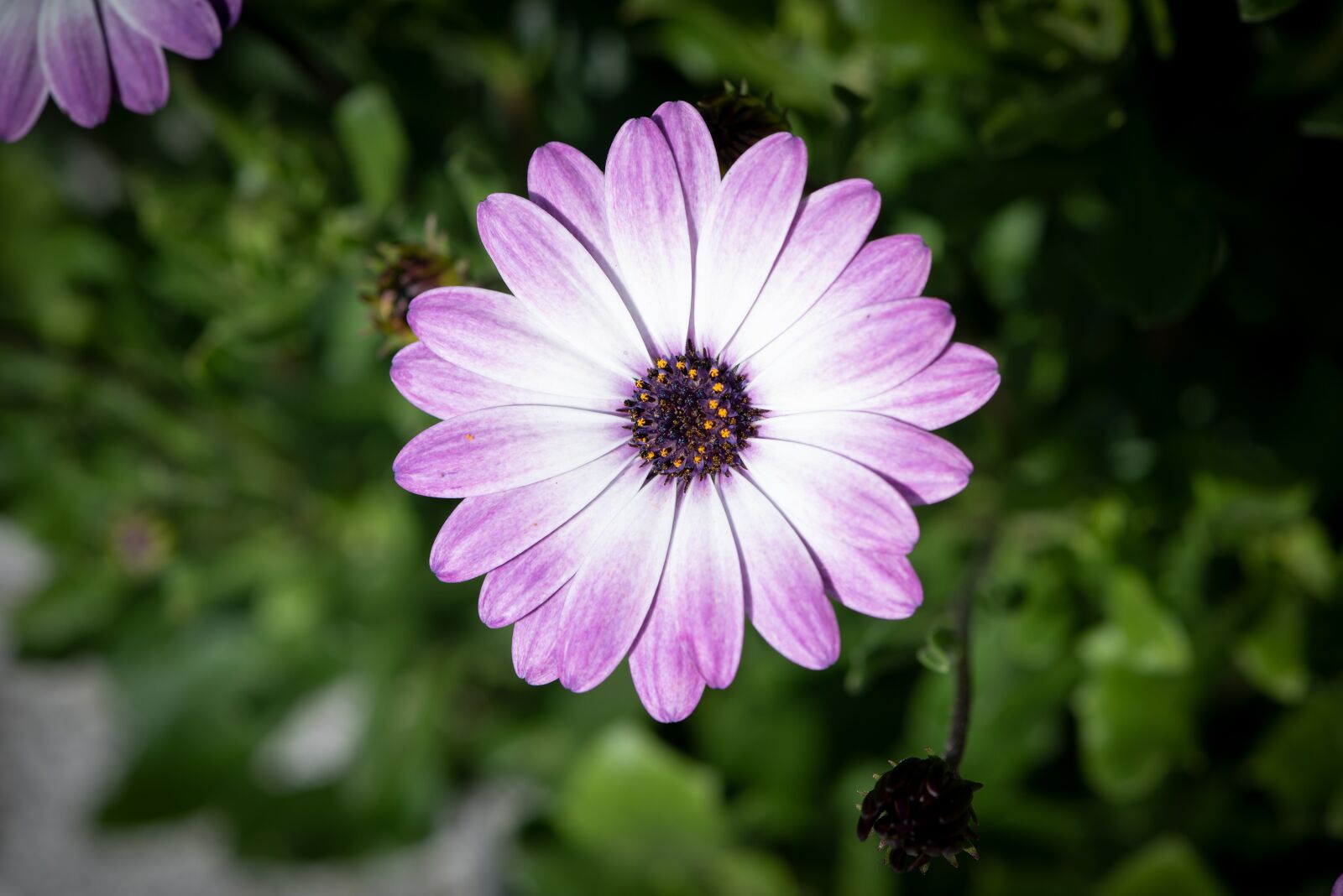 Nikon D750 sample photo. Flower, blossom, bloom photography