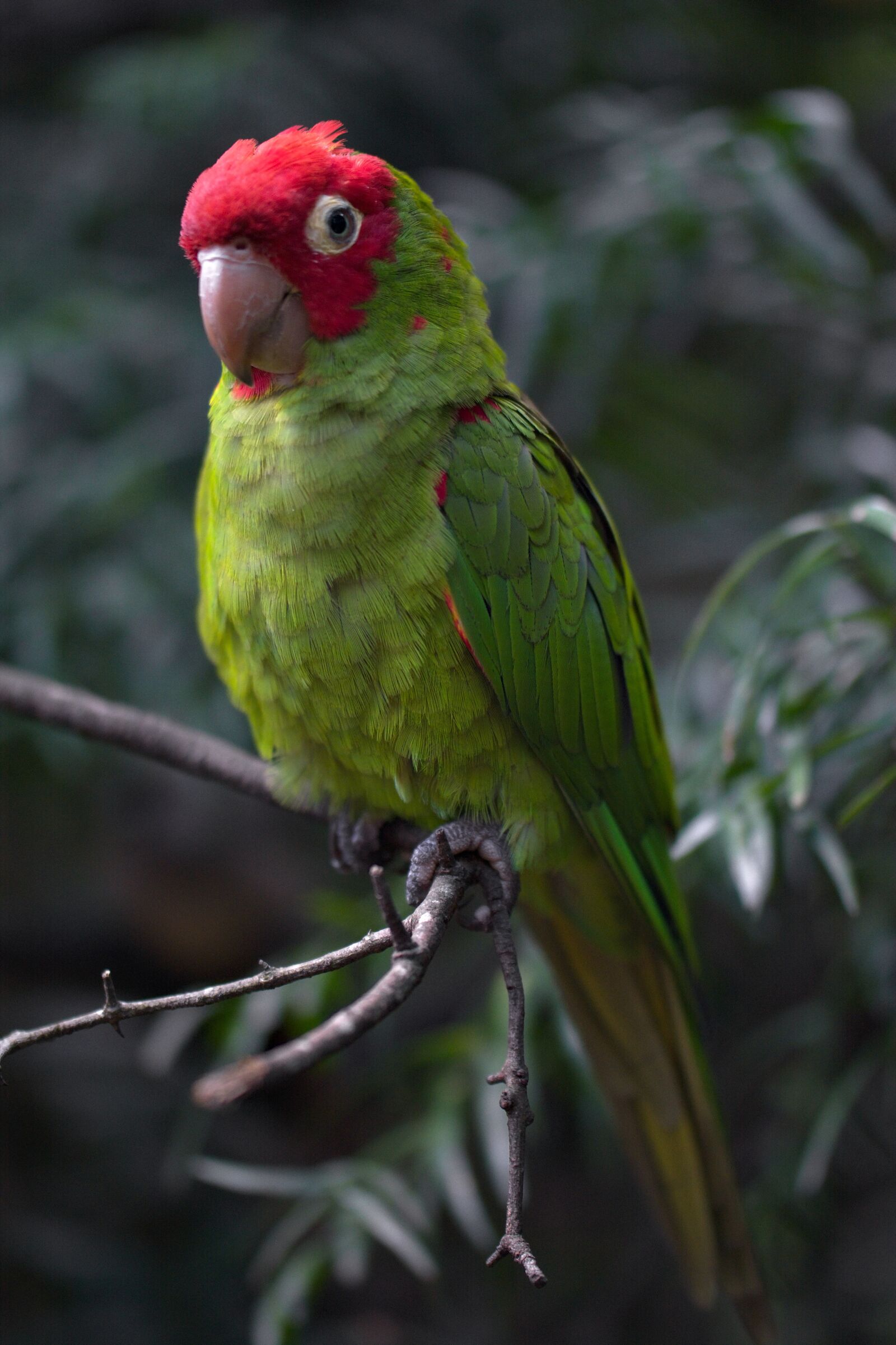 Nikon D5200 sample photo. Parrot, closeup, nature photography