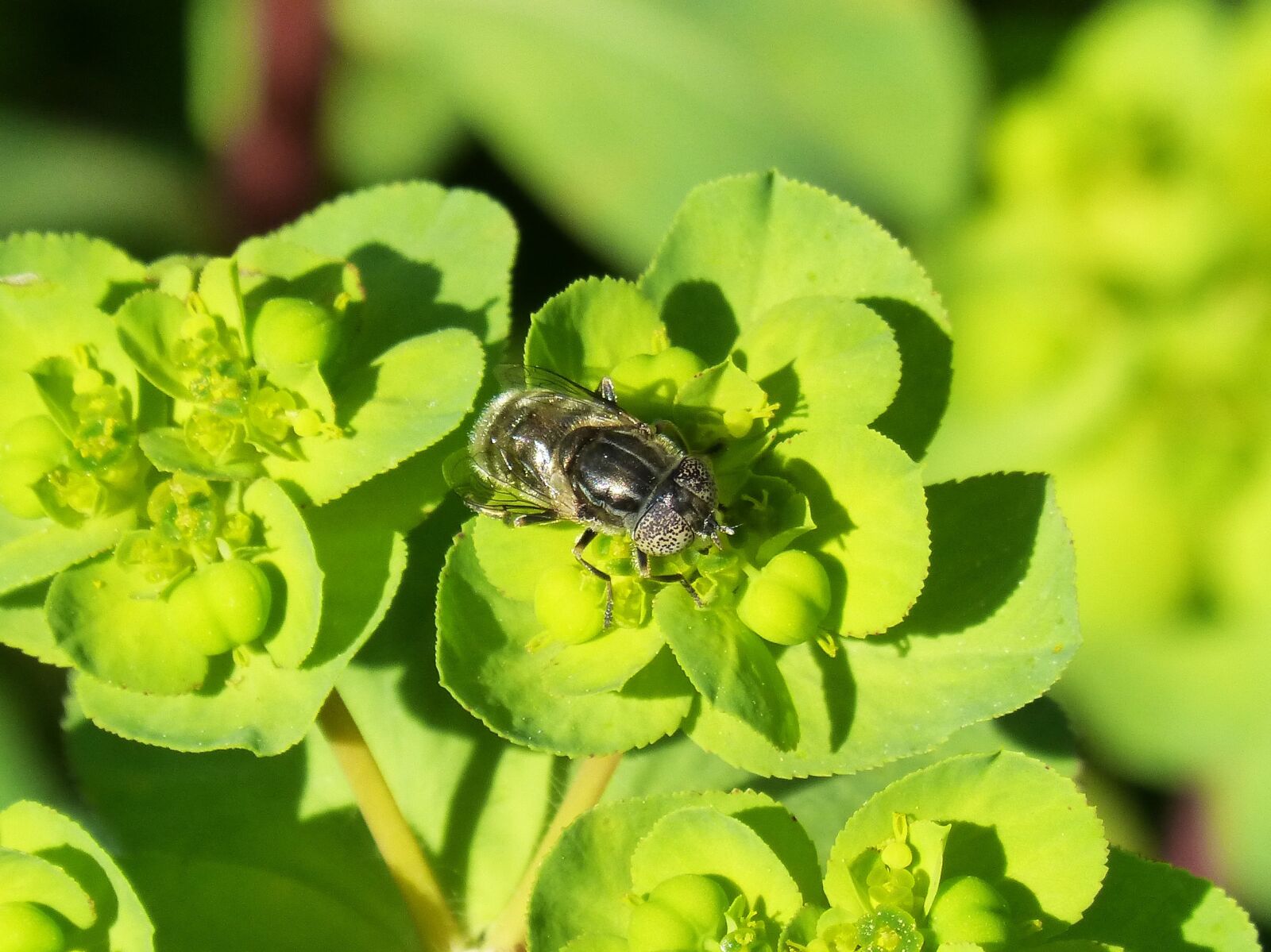 Panasonic DMC-FZ62 sample photo. Pixelated eyes bee, hoverfly photography