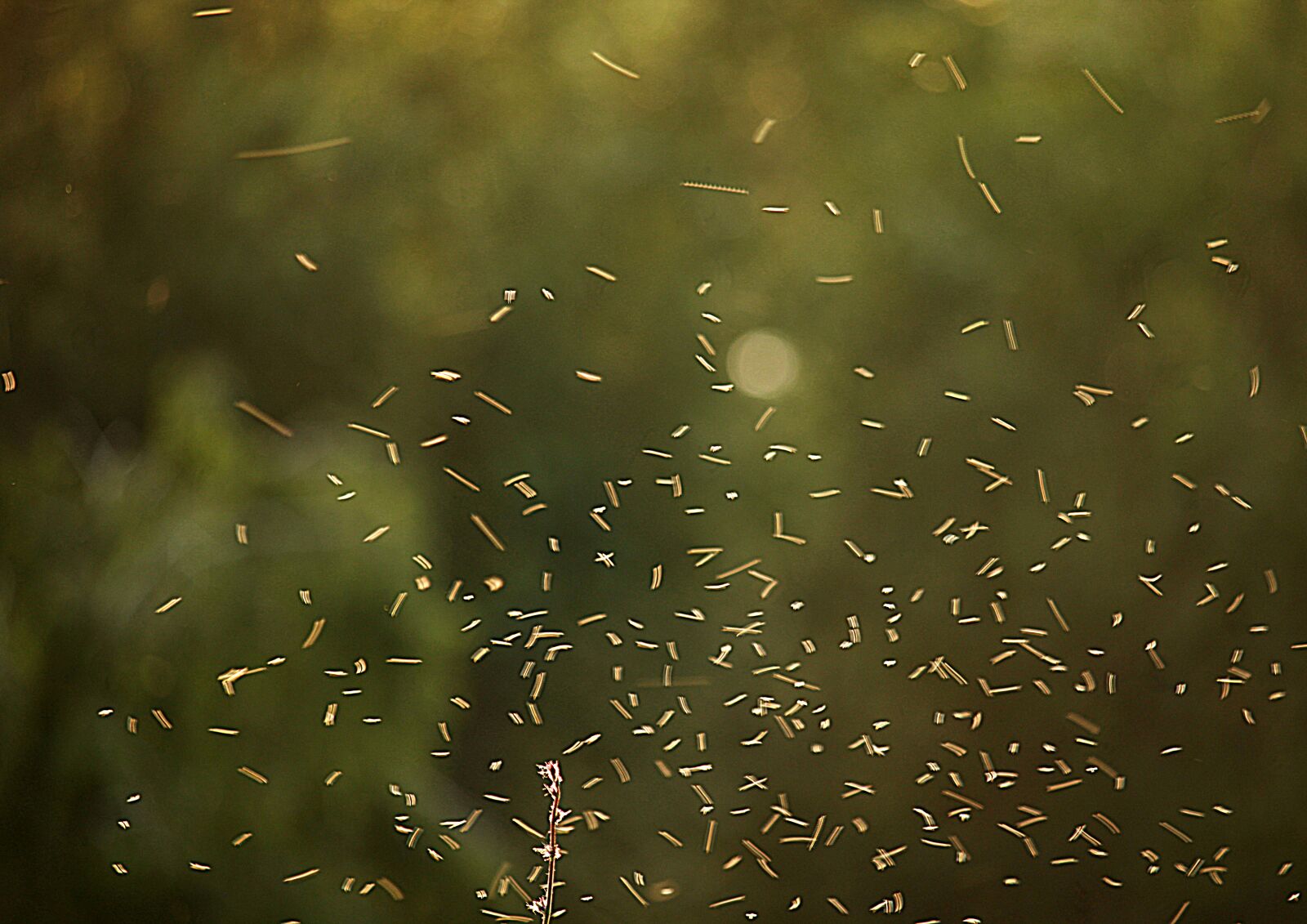 Canon EOS 1200D (EOS Rebel T5 / EOS Kiss X70 / EOS Hi) sample photo. Background, insects, mosquitoes photography