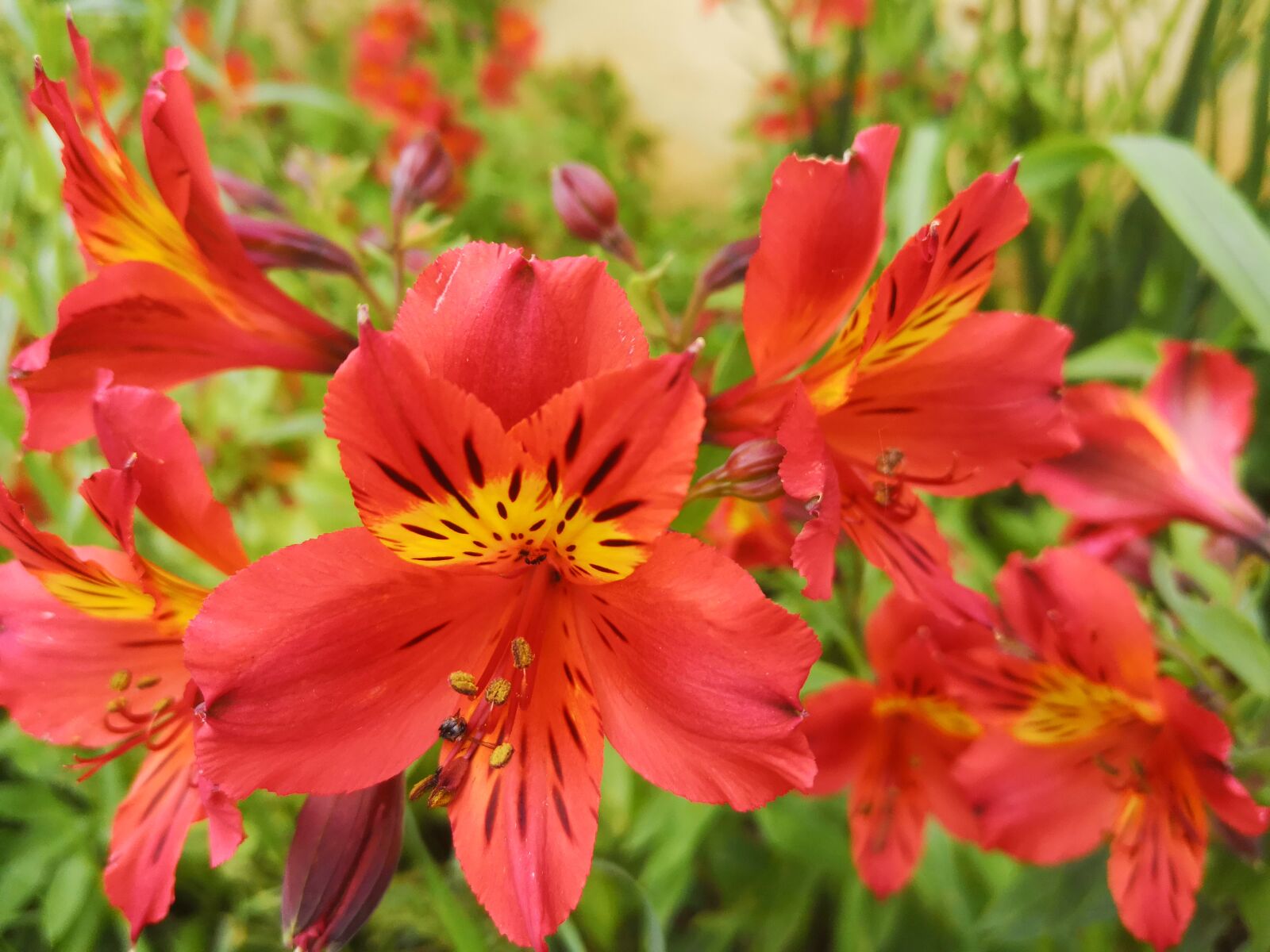 HUAWEI P20 sample photo. Lys, flower, color photography
