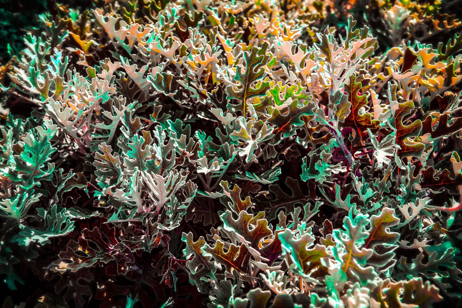 Canon EOS 6D sample photo. Leaves, plant, color photography
