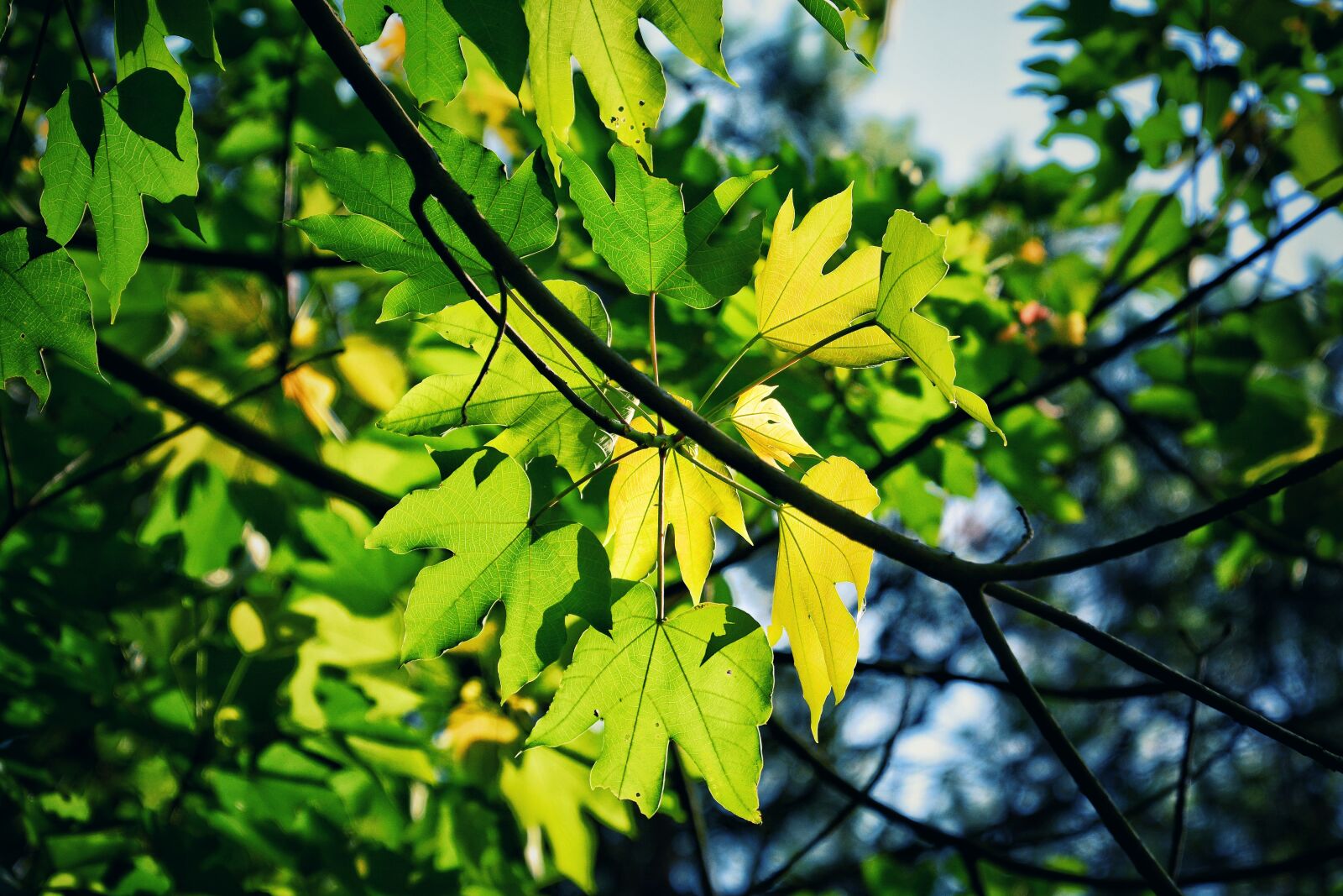 Nikon D7100 sample photo. Leaf, the leaves, nature photography