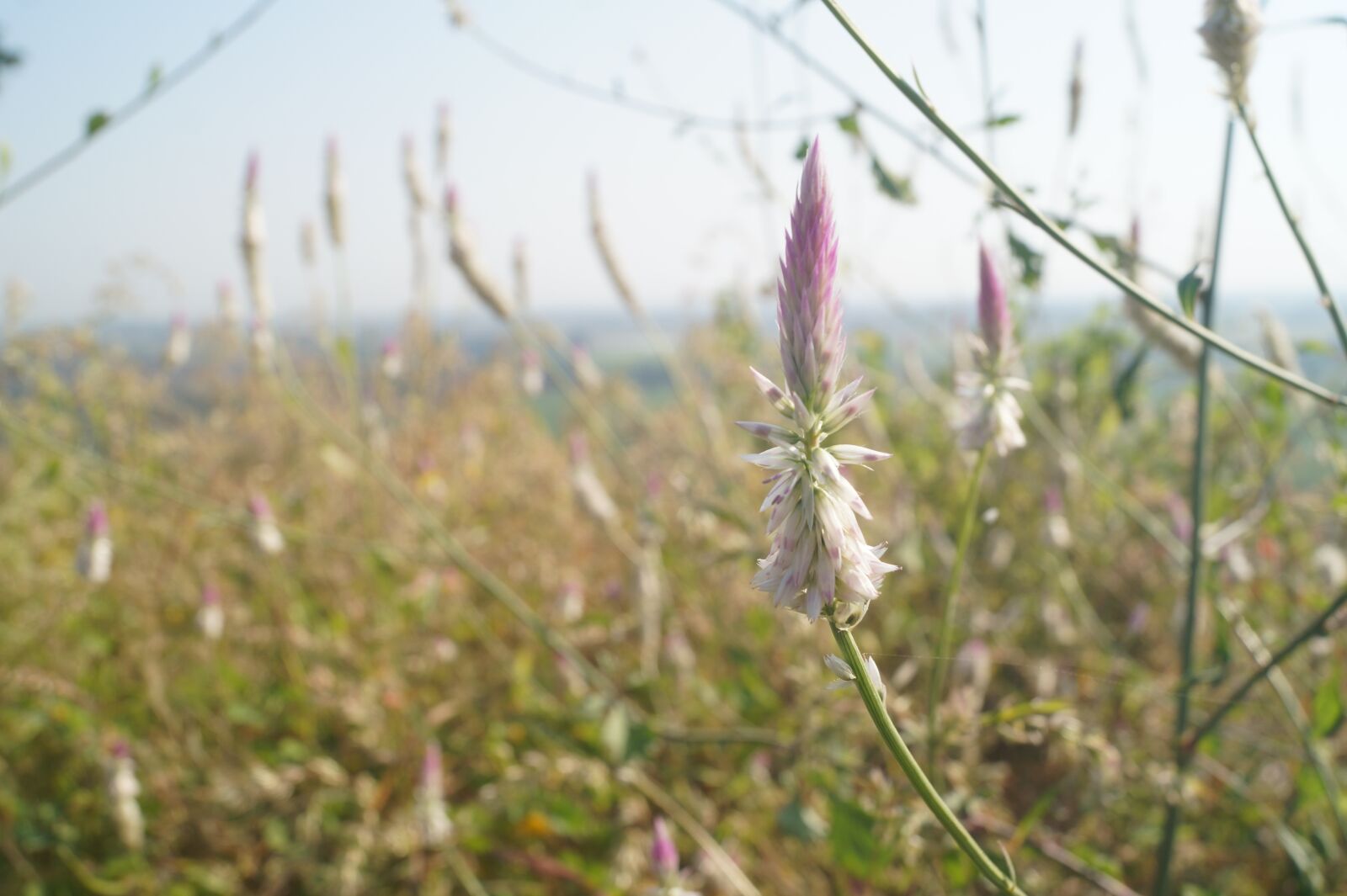 Sony DT 18-55mm F3.5-5.6 SAM II sample photo. Nature, nature photography, photography photography
